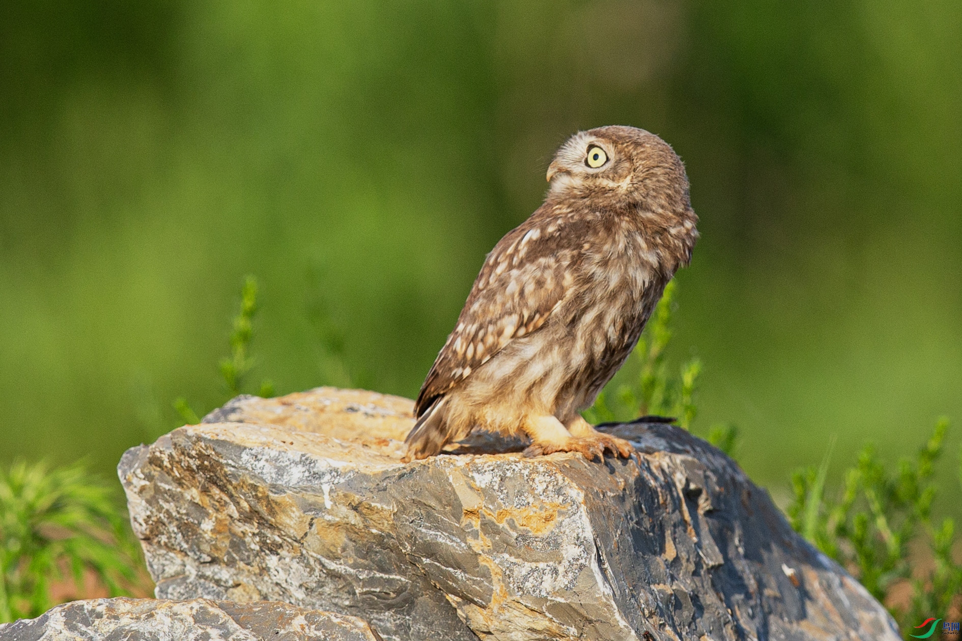 _MG_7382 ����.jpg