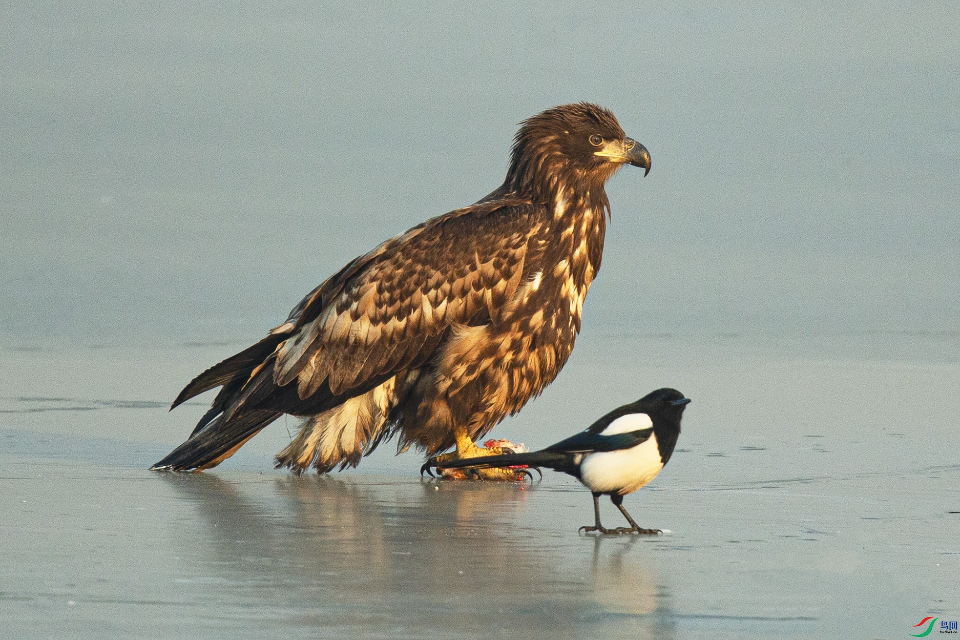 _MG_0696 ����.jpg