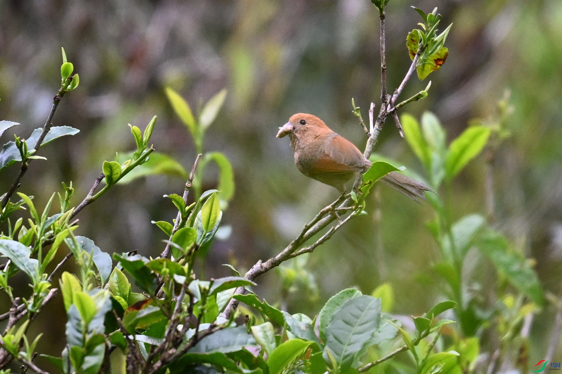 DSC_2738.JPG