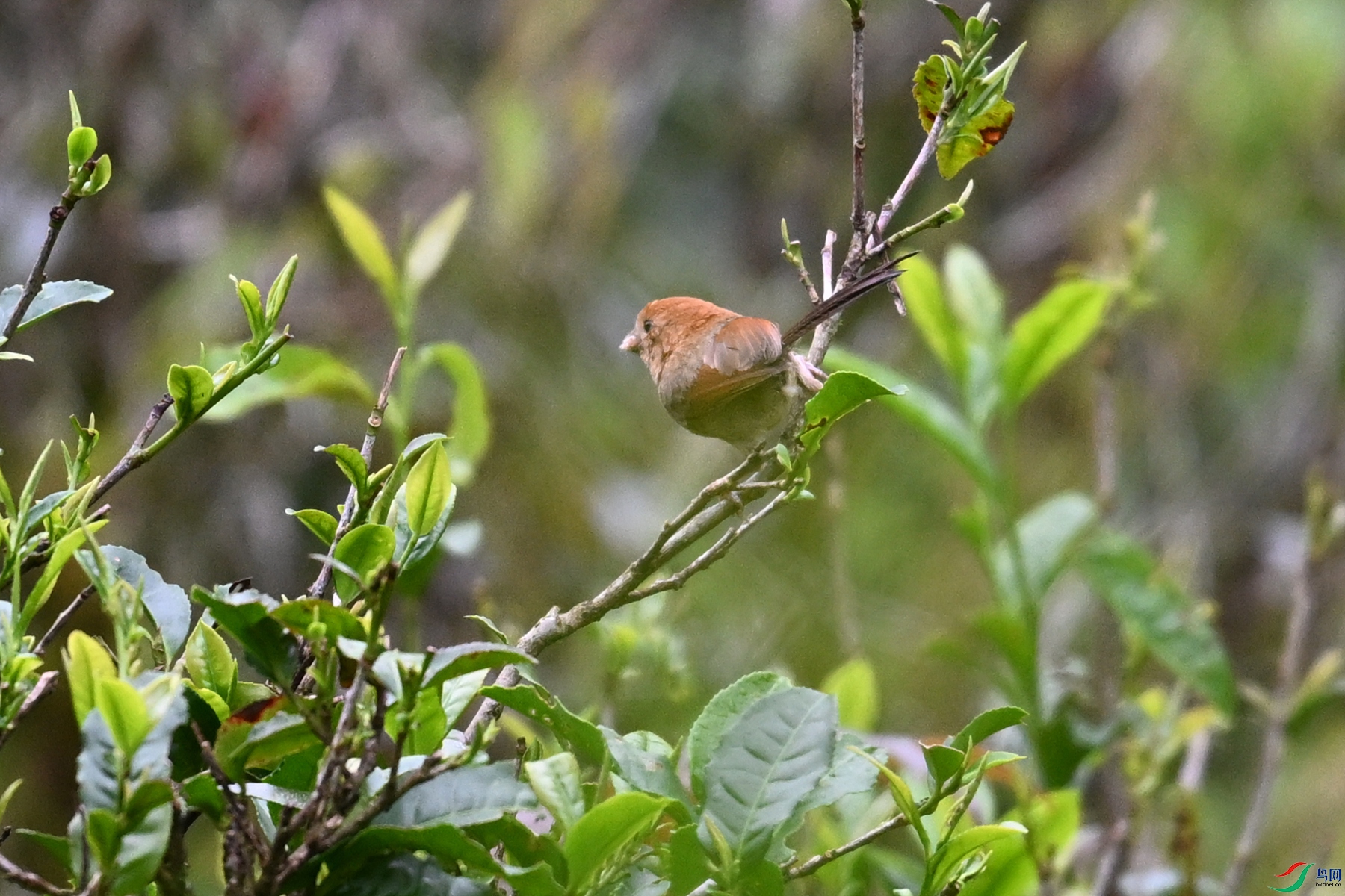 DSC_2747.JPG