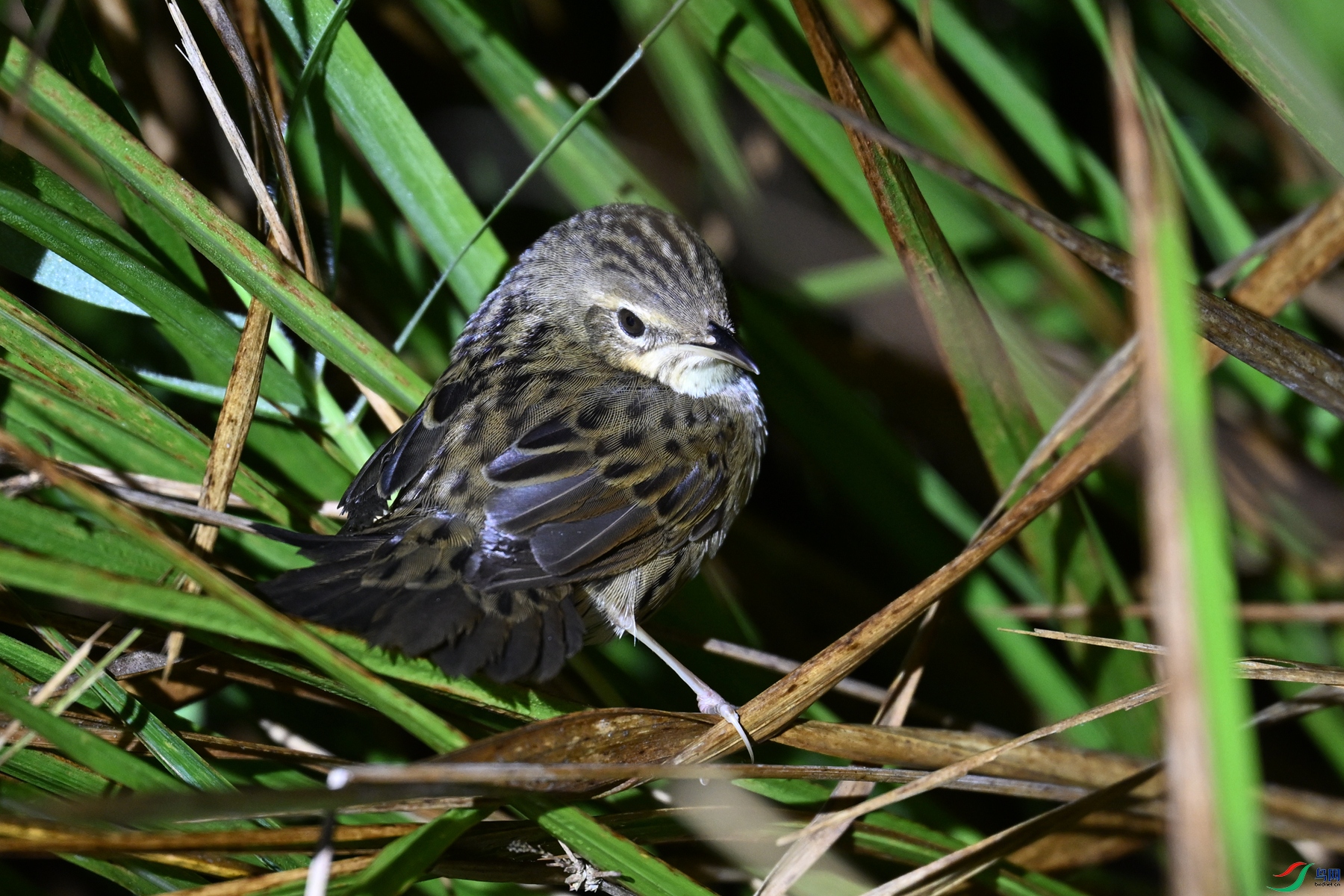DSC_6860.JPG