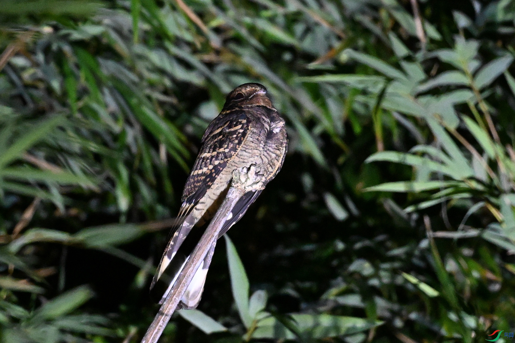 DSC_6747.JPG
