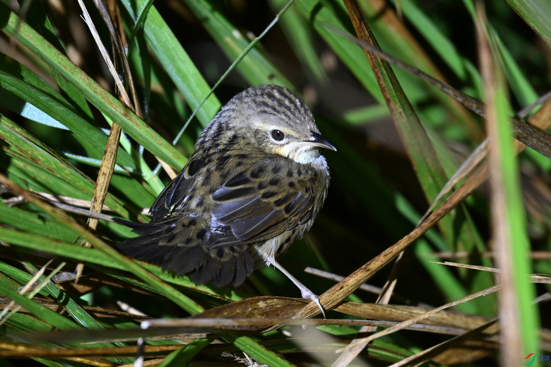 DSC_6862.JPG