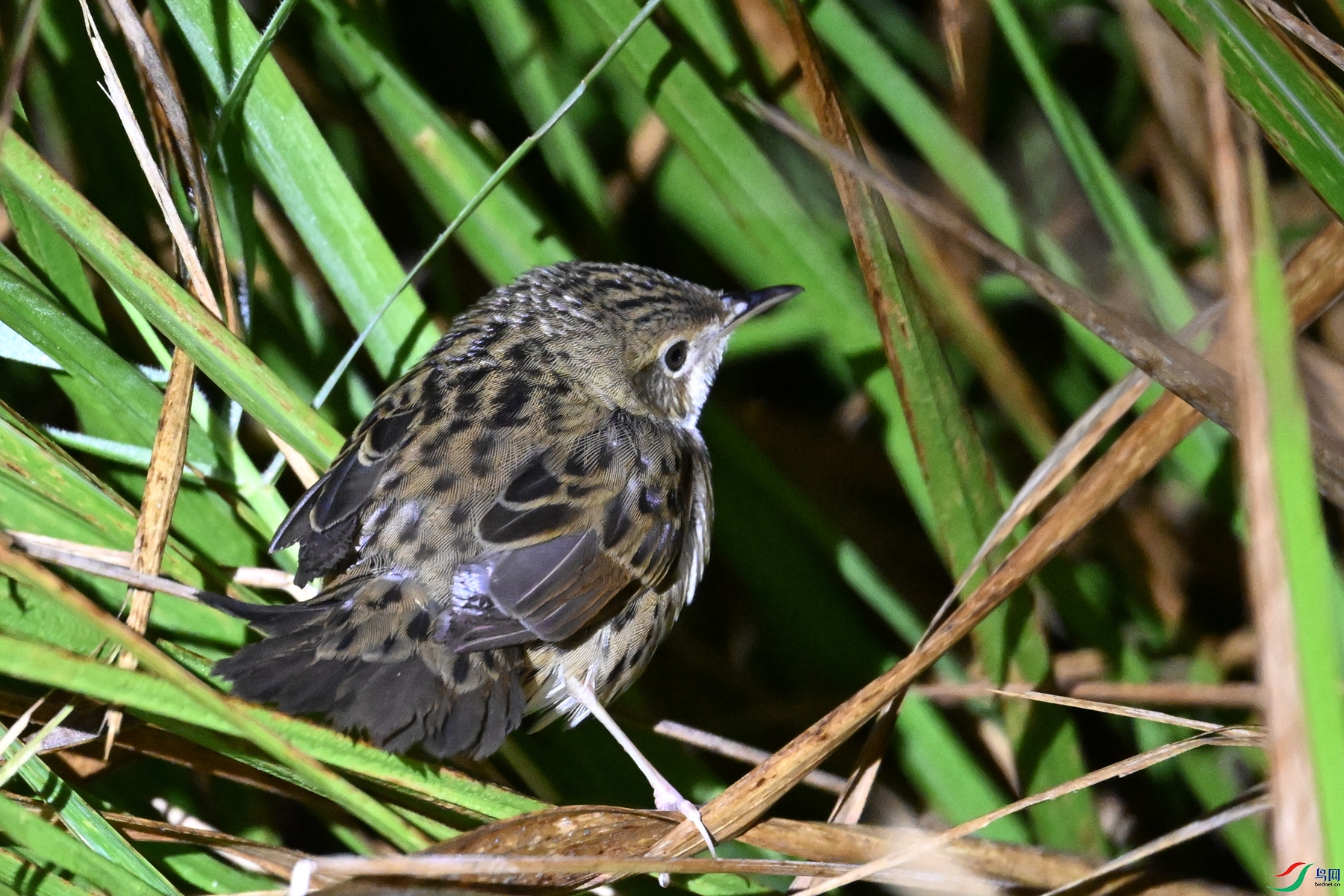 DSC_6876.JPG