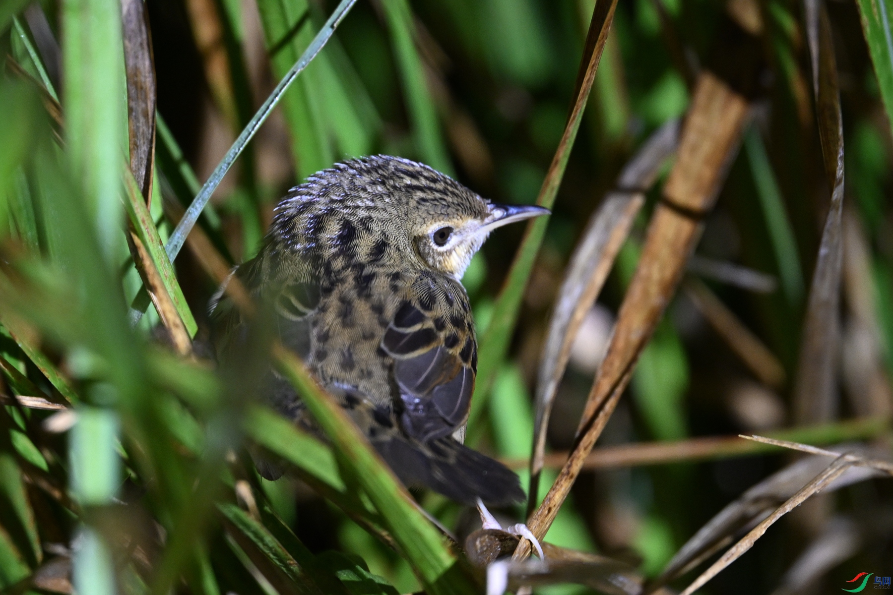 DSC_6868.JPG