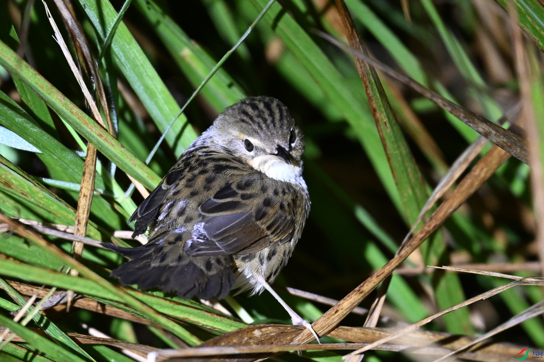 DSC_6894.JPG