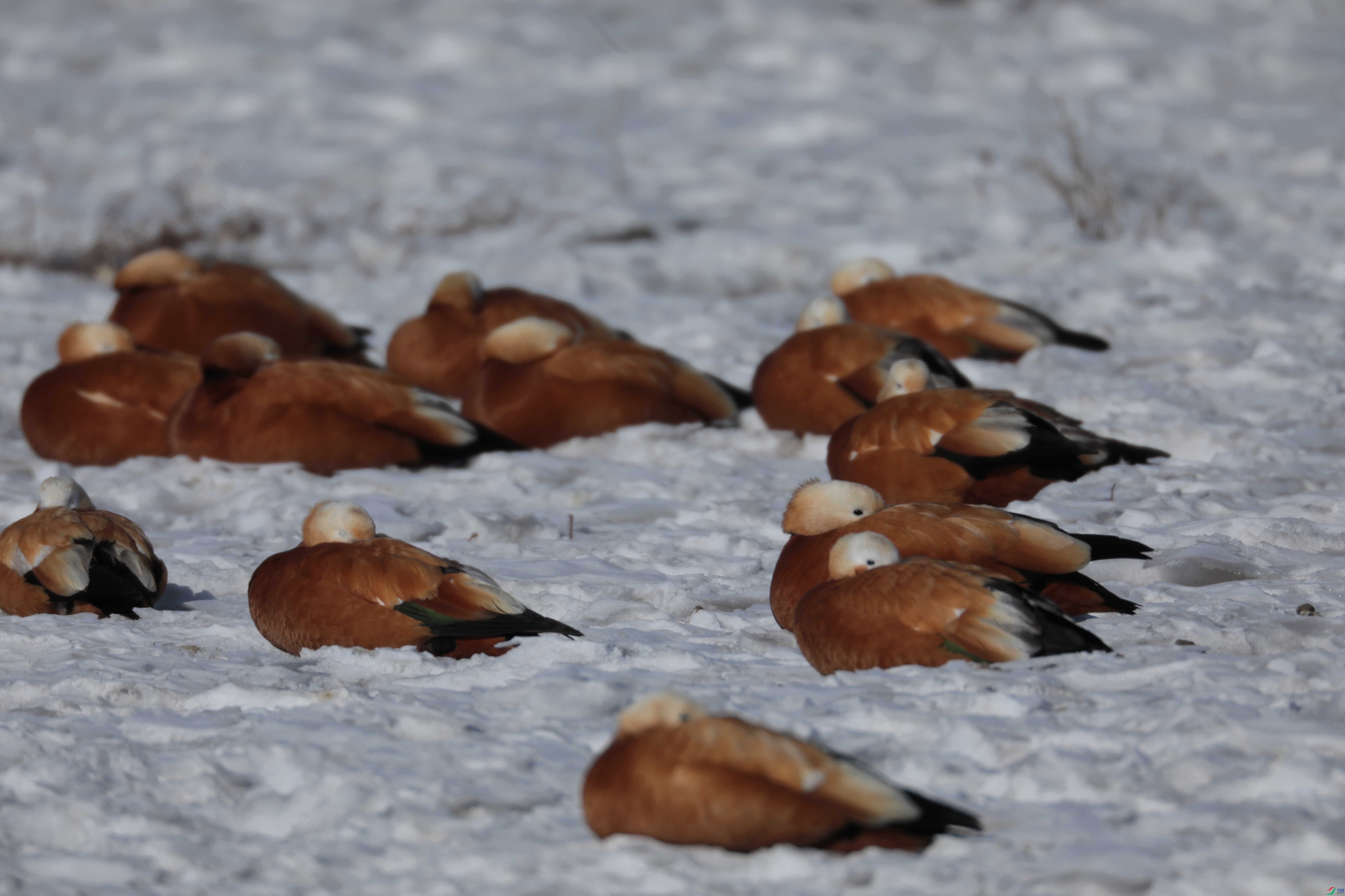 ����Ѽ433/01