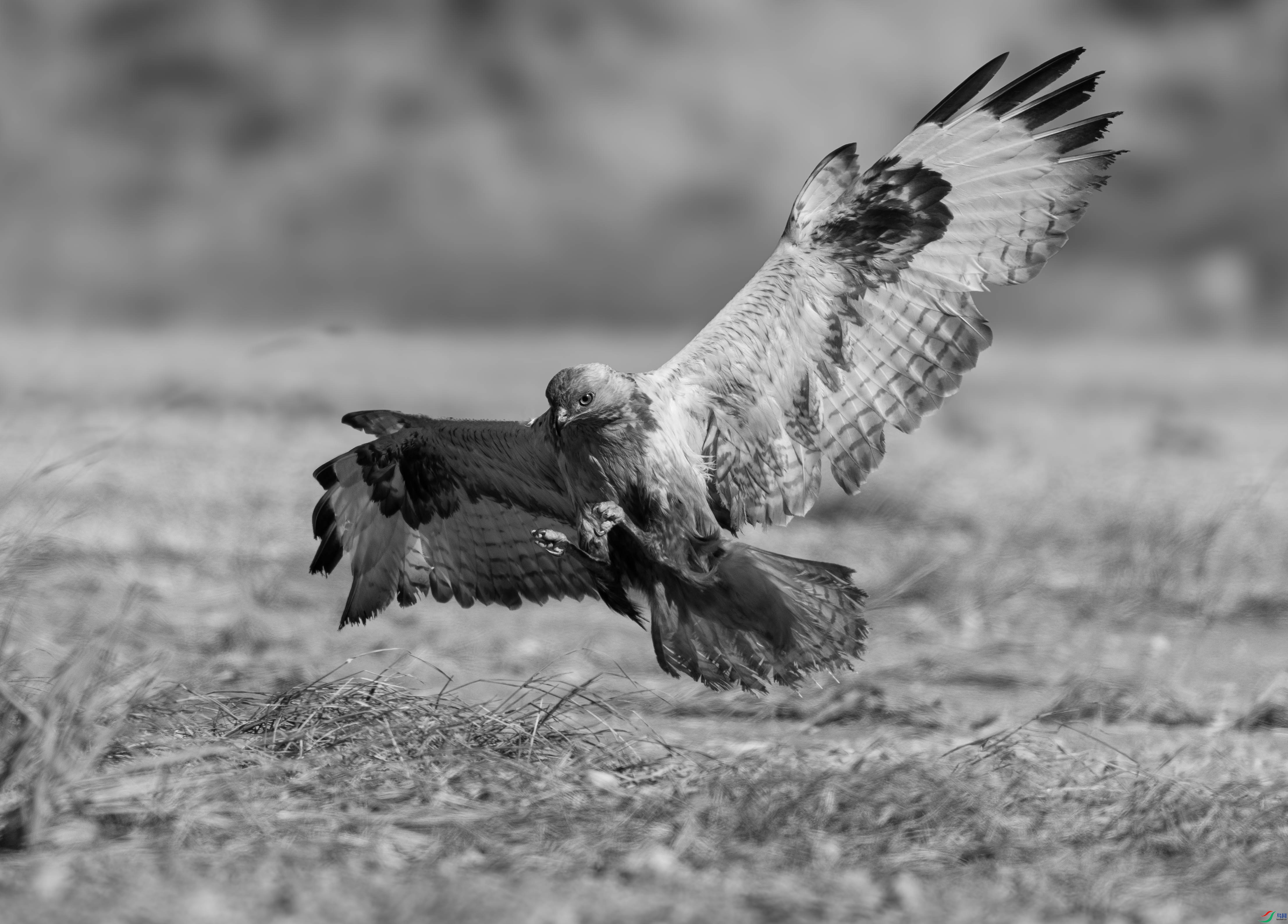 DSC04733 ����.jpg