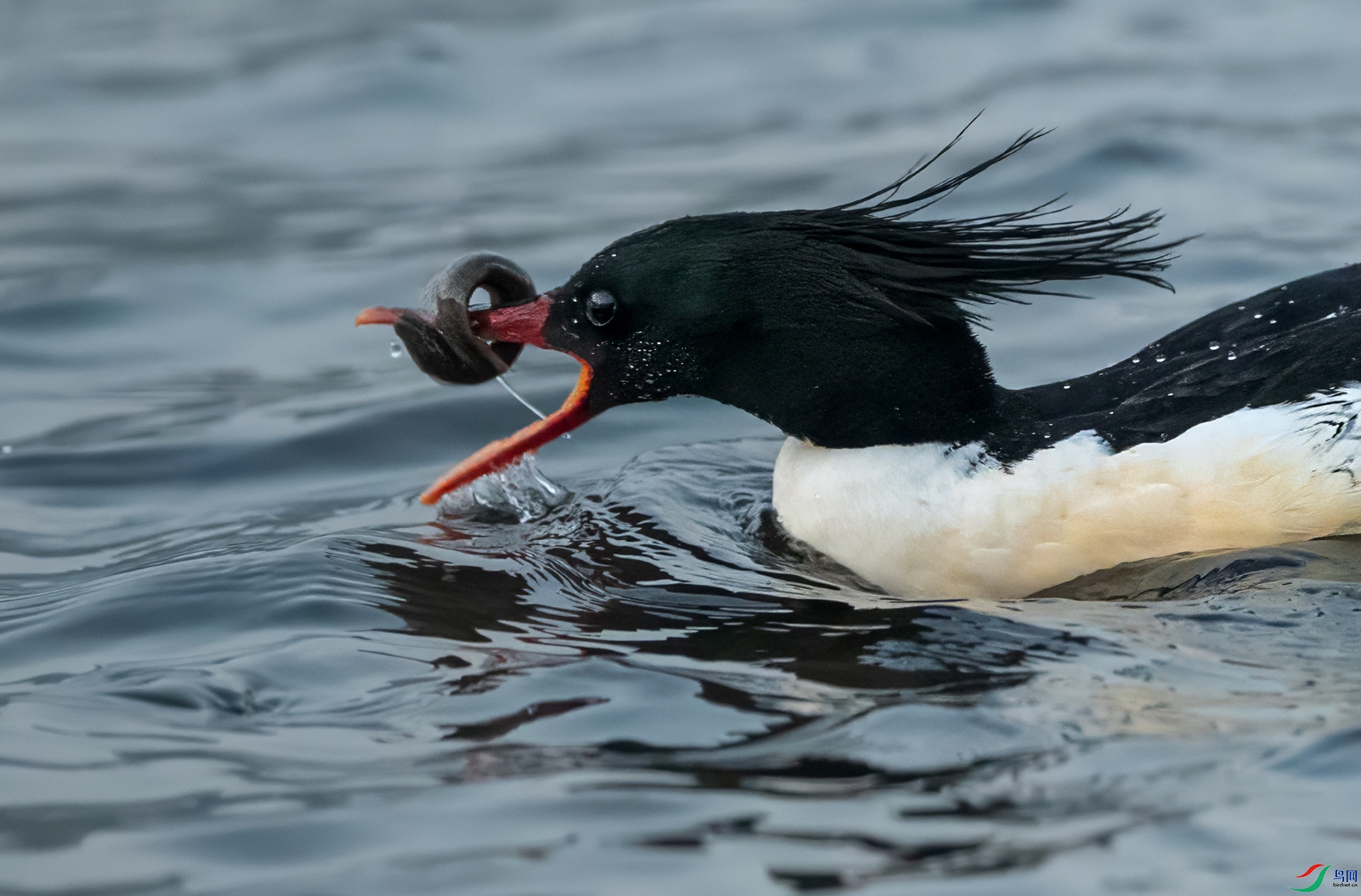 B86I1751a _����.jpg