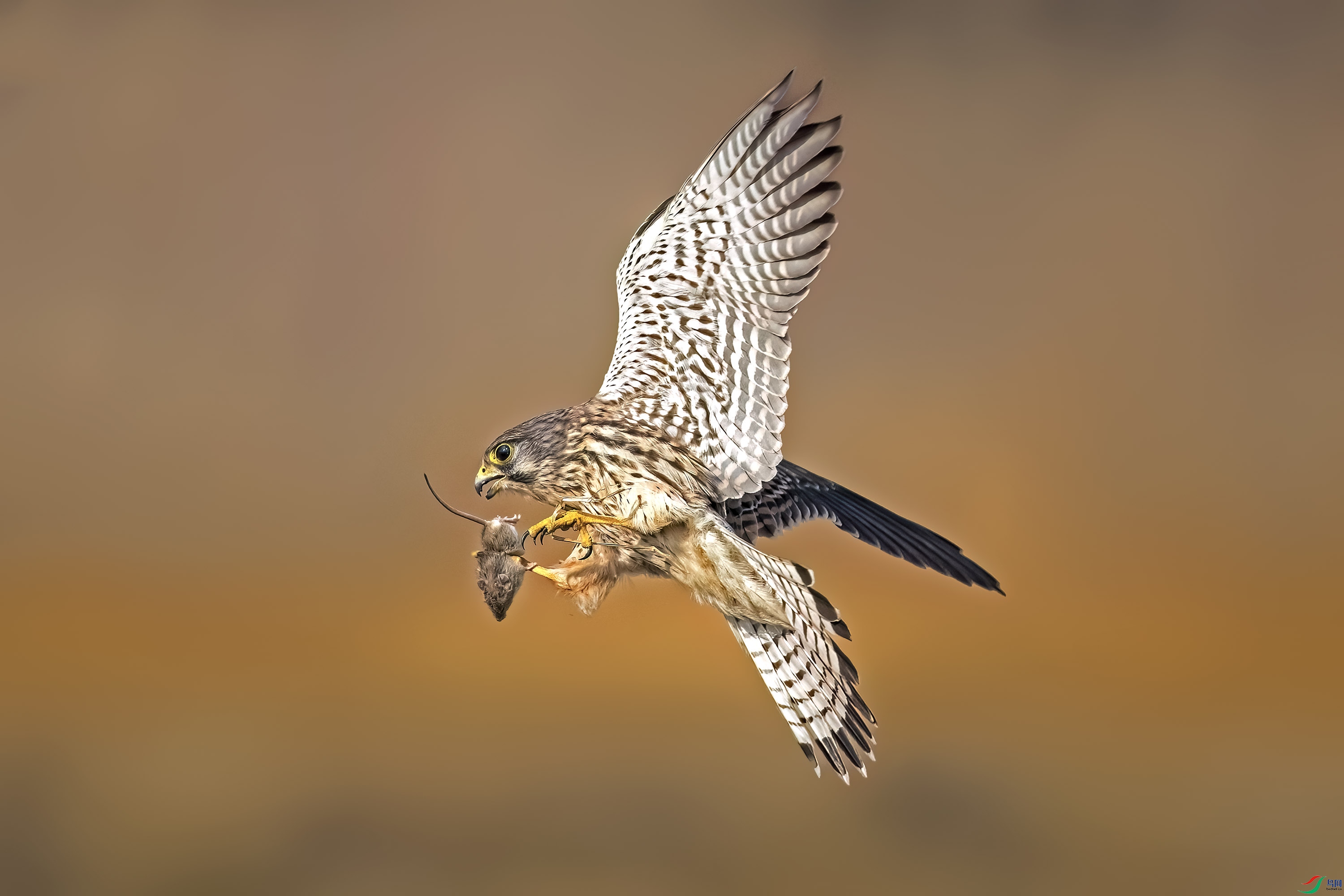 DSH_7371.jpg