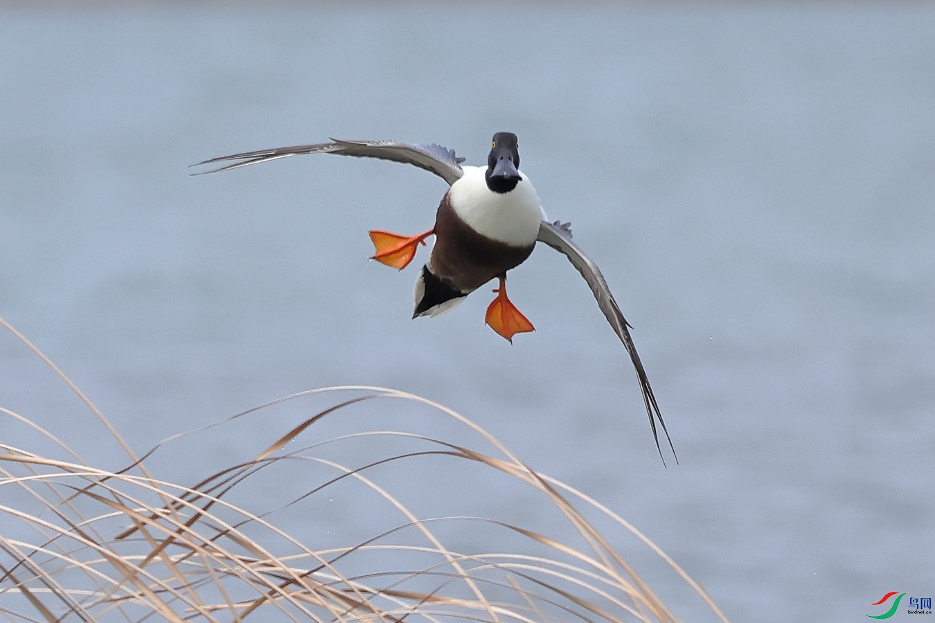 IMG_1984 ����.jpg