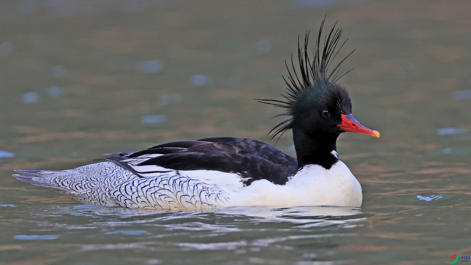 �л���ɳѼ0747�沨���� ��������.JPG