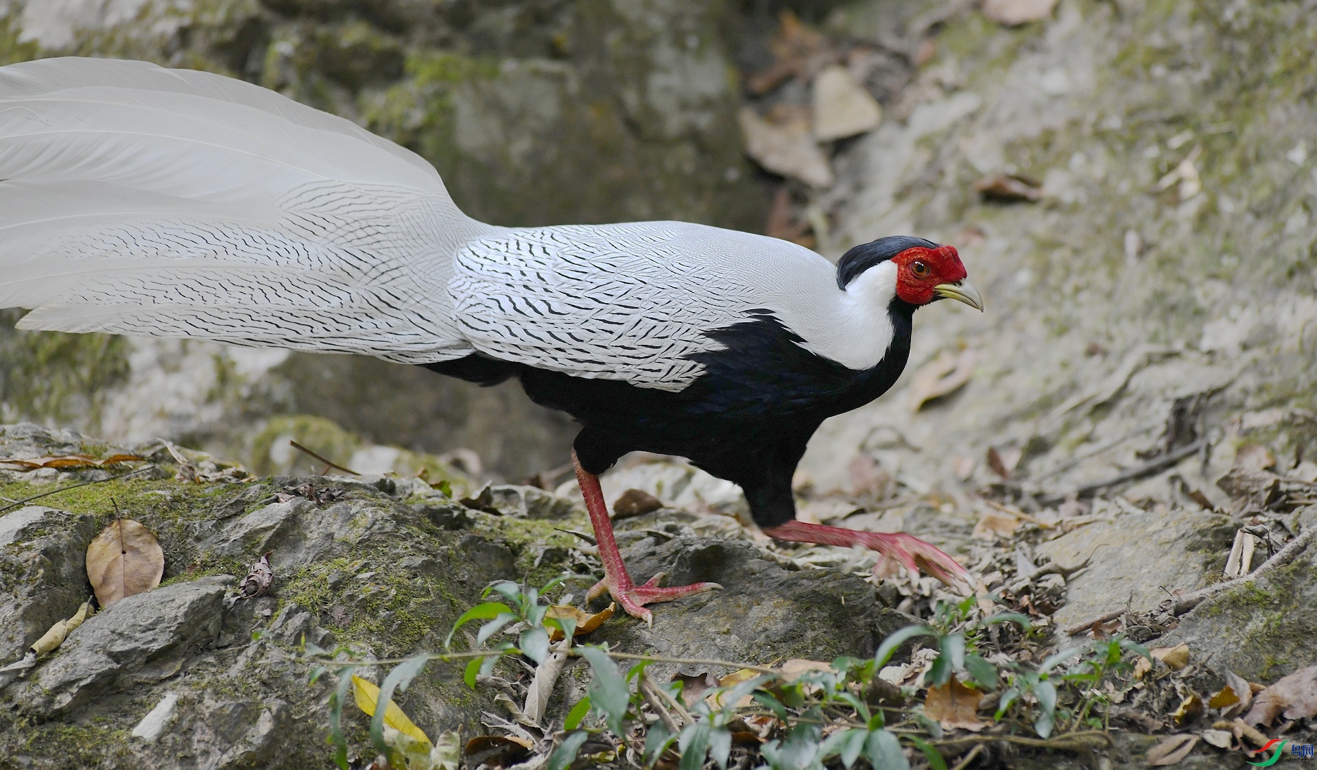DSC_6996.jpg