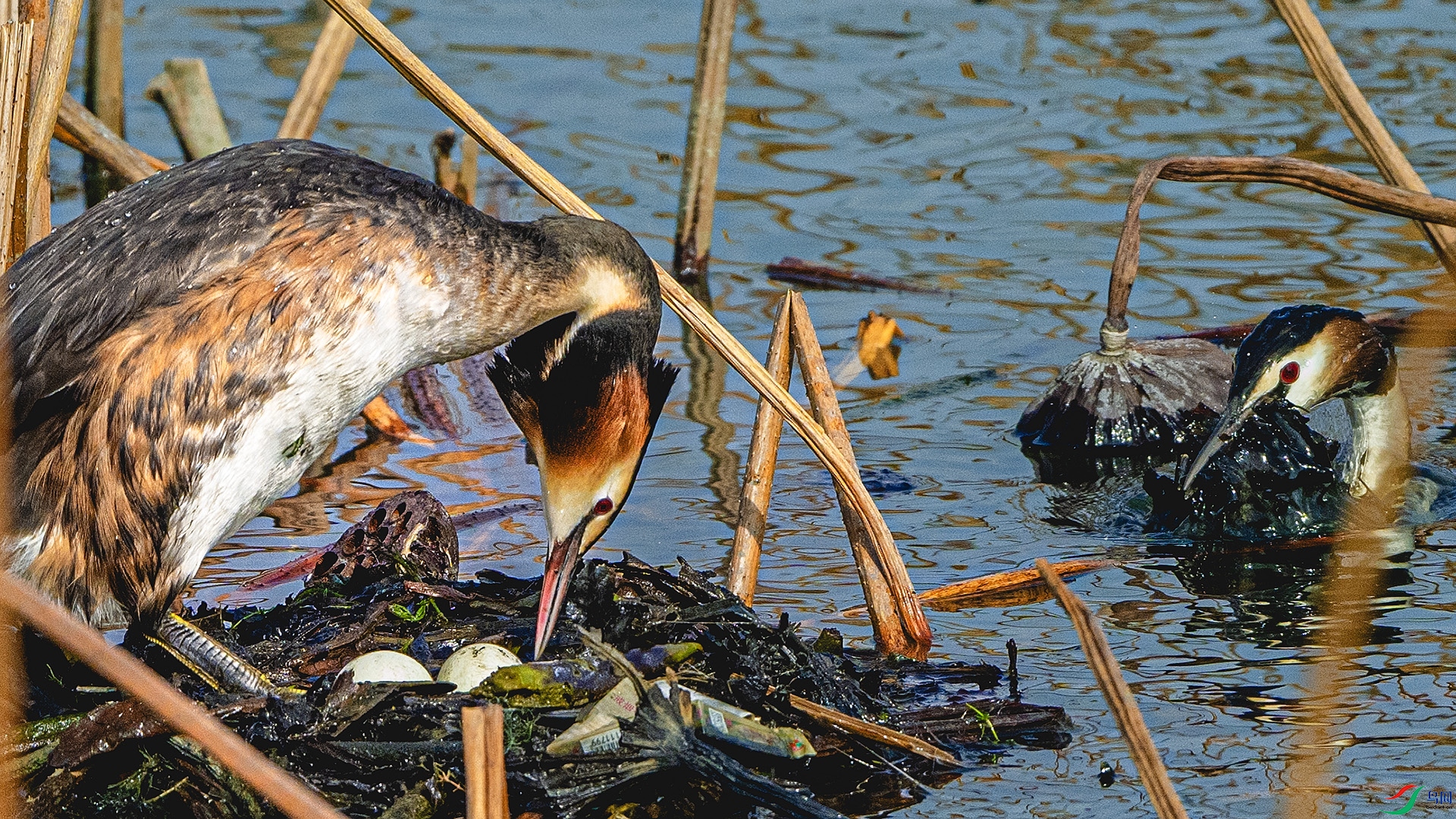 DSC_4232 ����.jpg