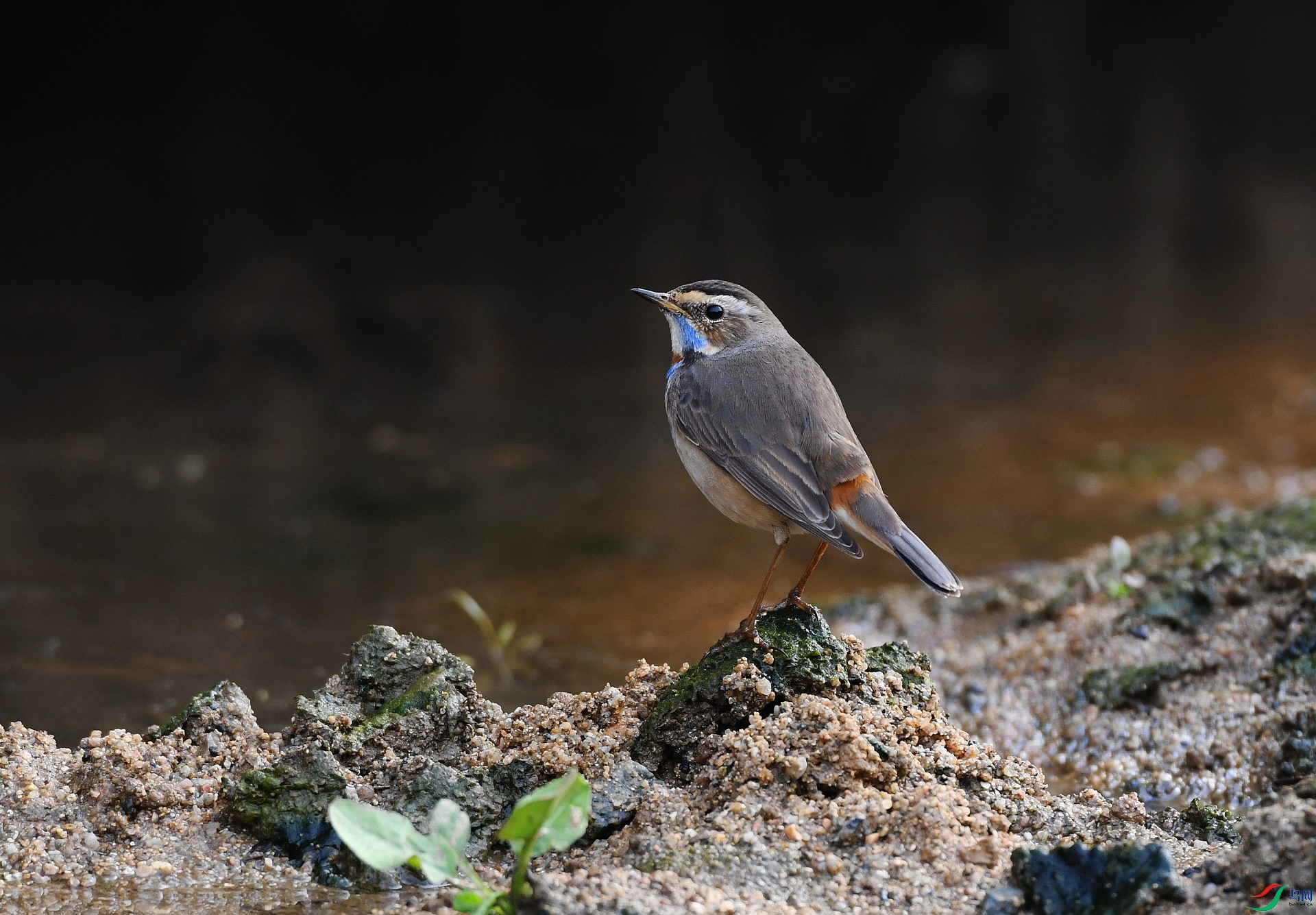 DSC_7295.jpg
