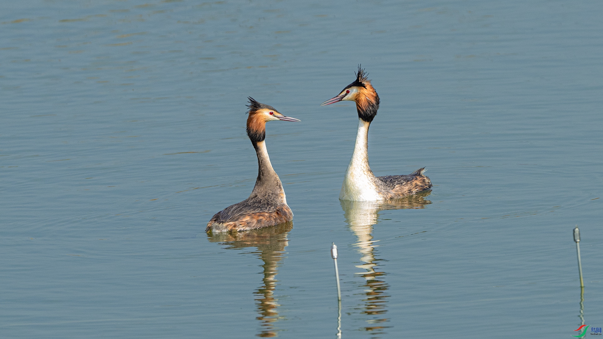 DSC_4172 ����.jpg