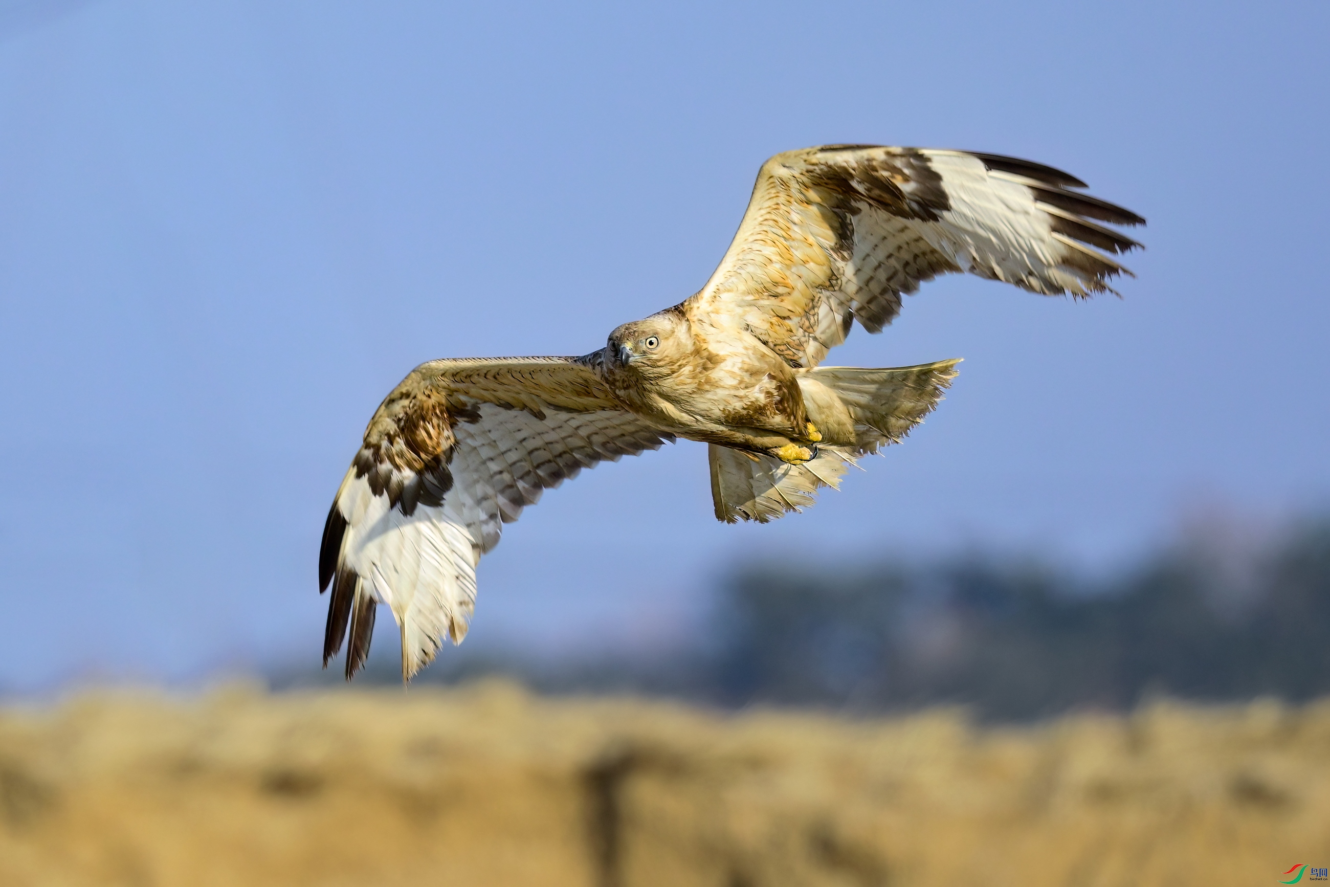 _DSC7274x.jpg