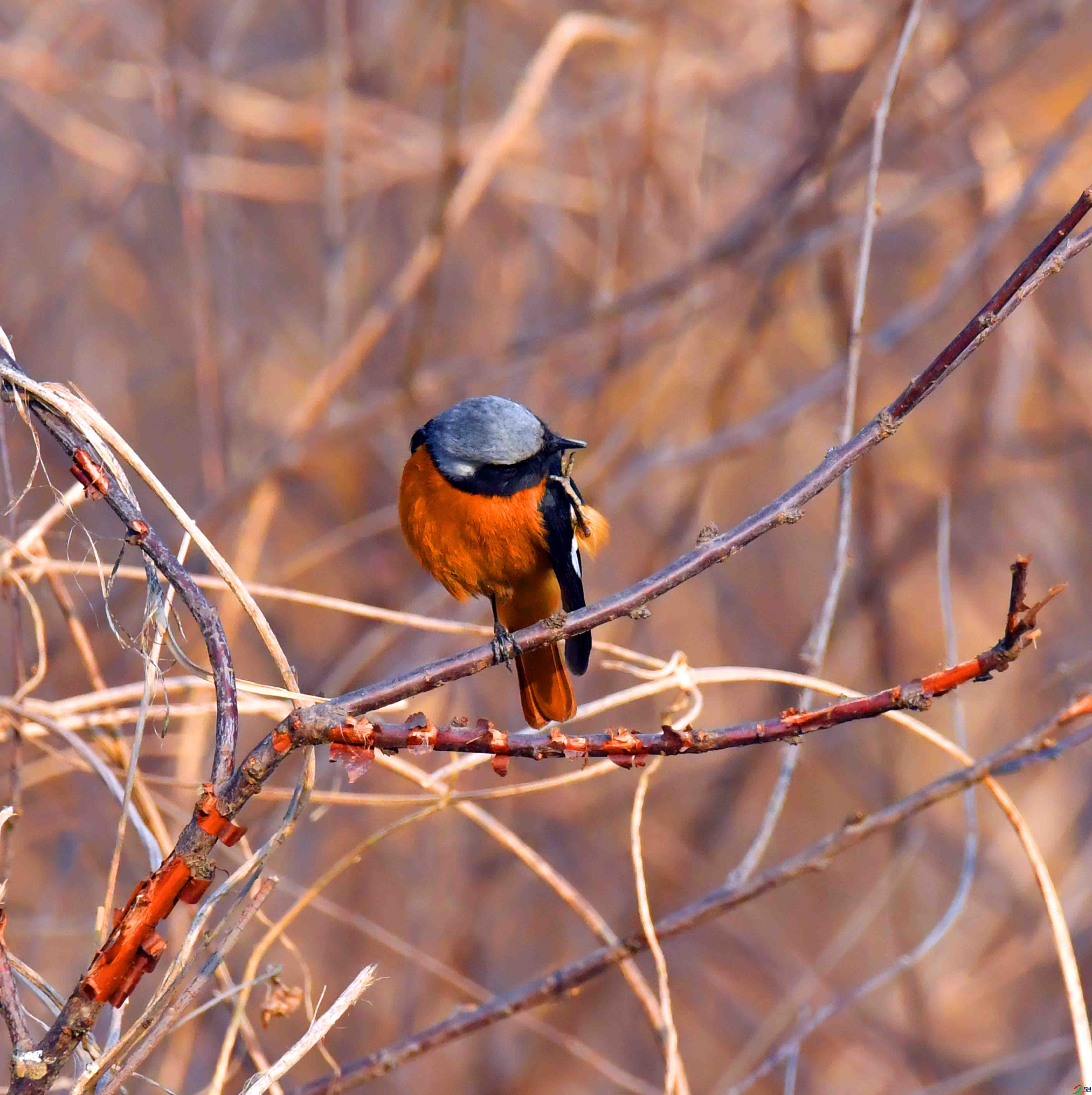 DSC_6078.JPG
