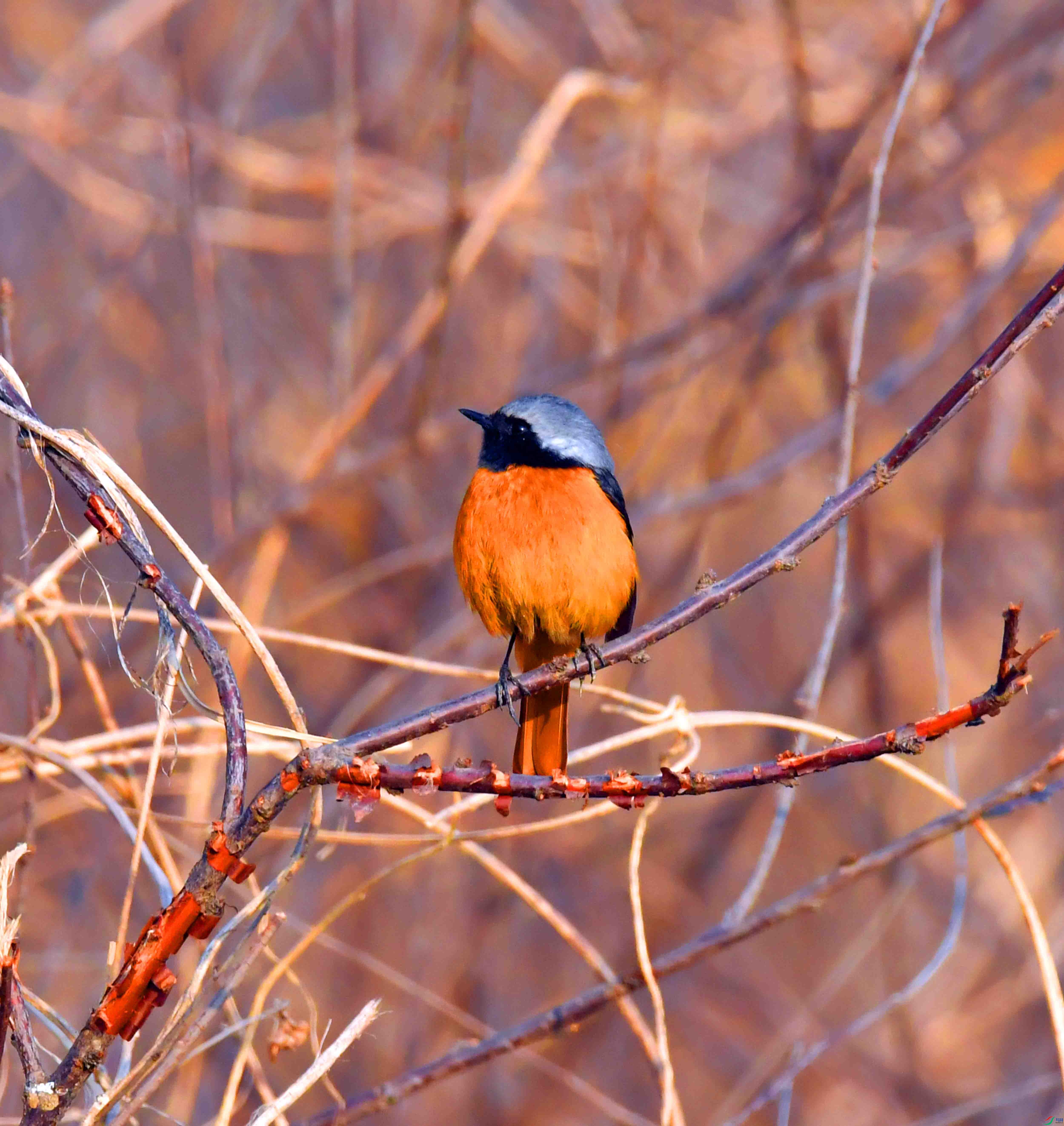 DSC_6074.JPG