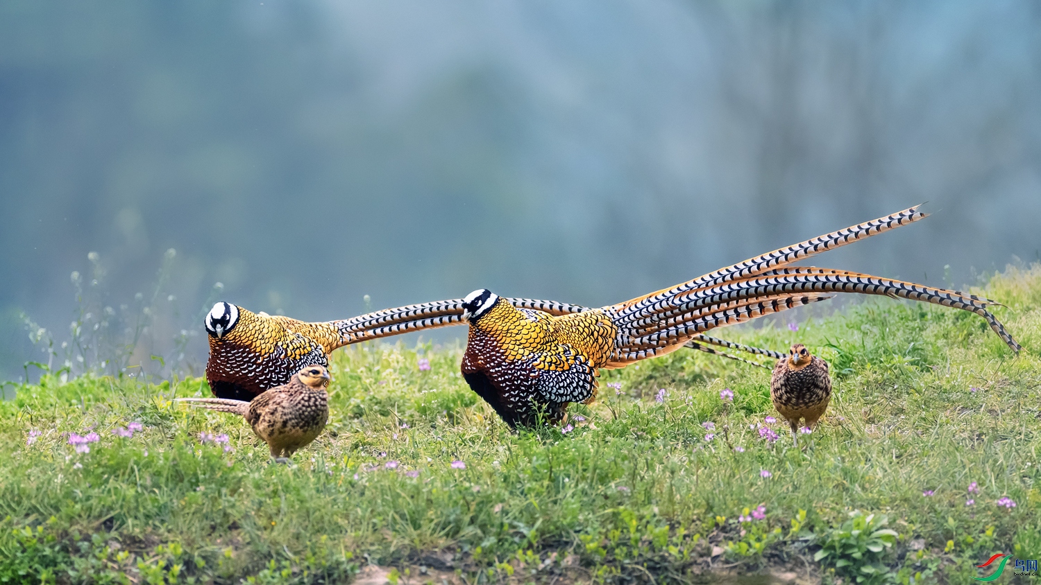 �׹ڳ�β��----����Я���뻭��    