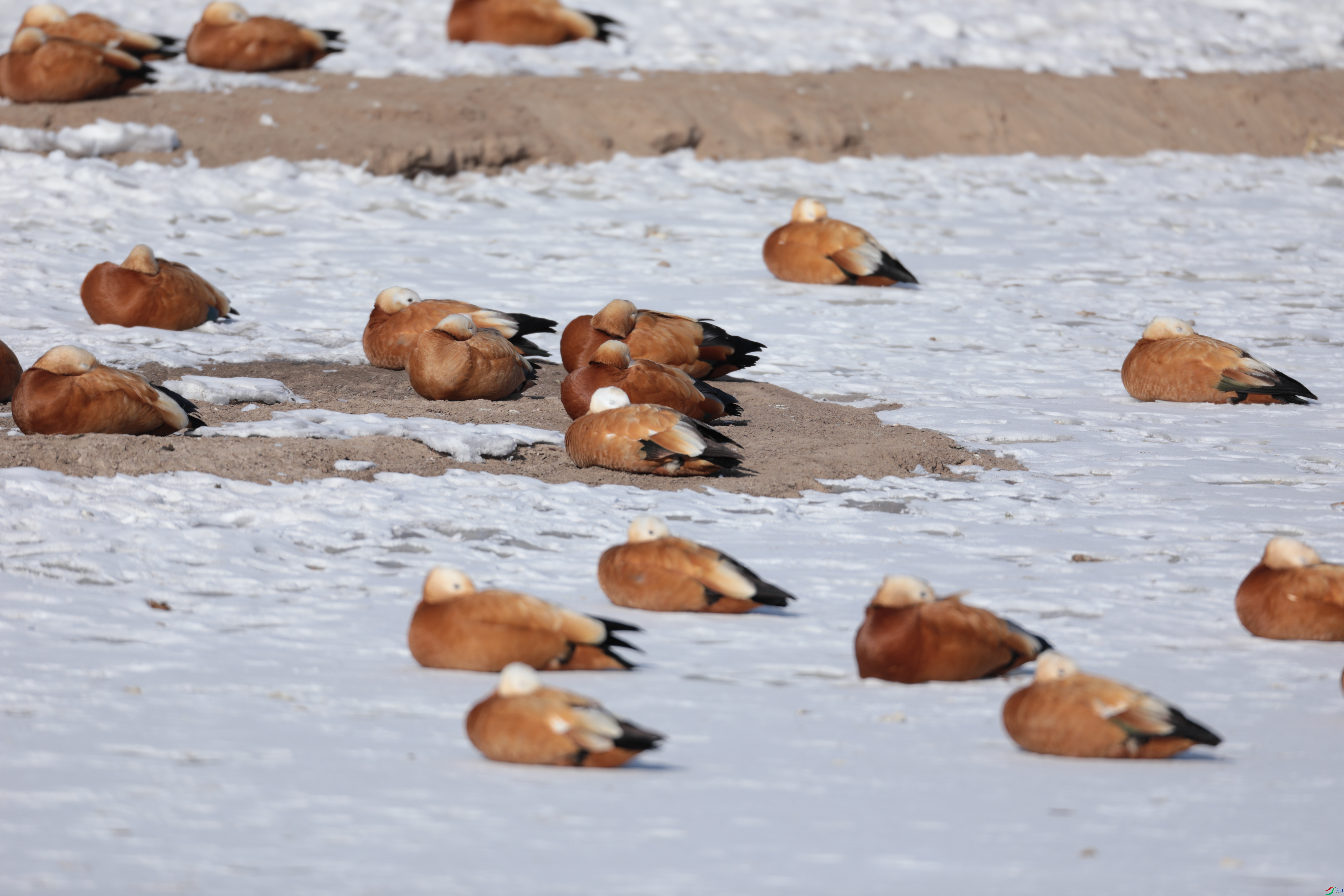 ����Ѽ434/01