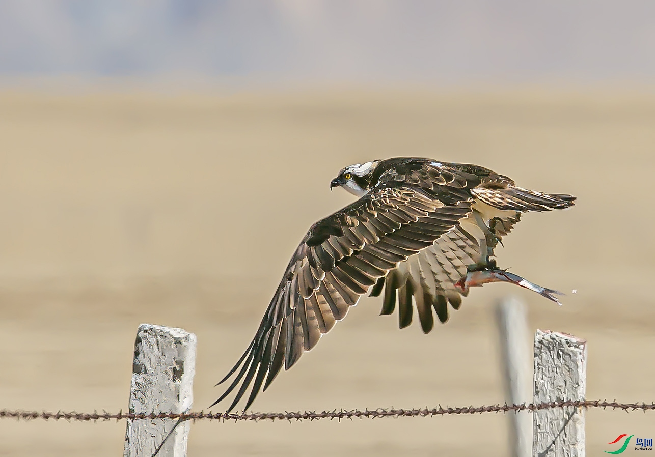 _I6W4092 ������.jpg