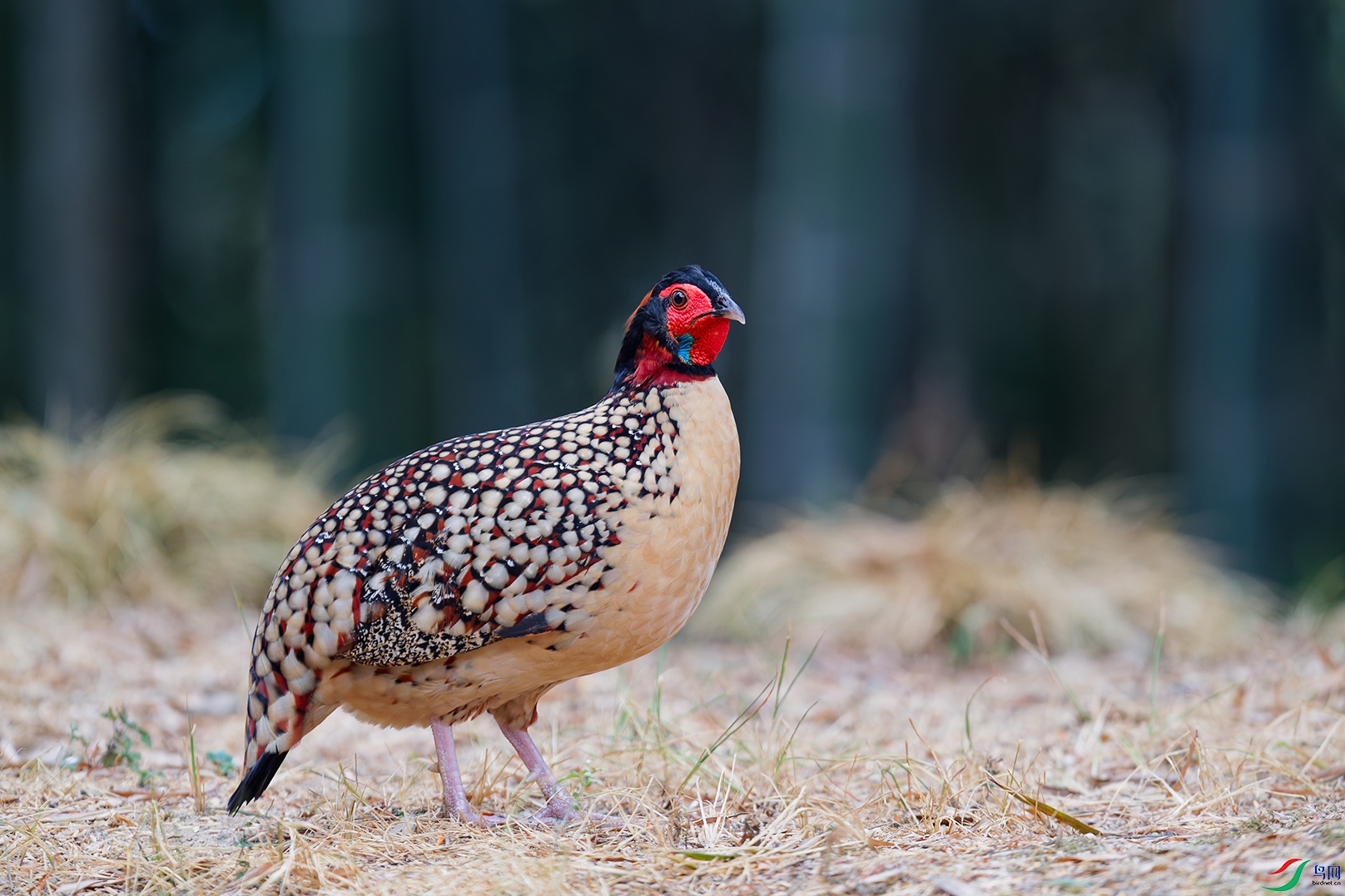 DSC_9868_DxO_DxOa.jpg