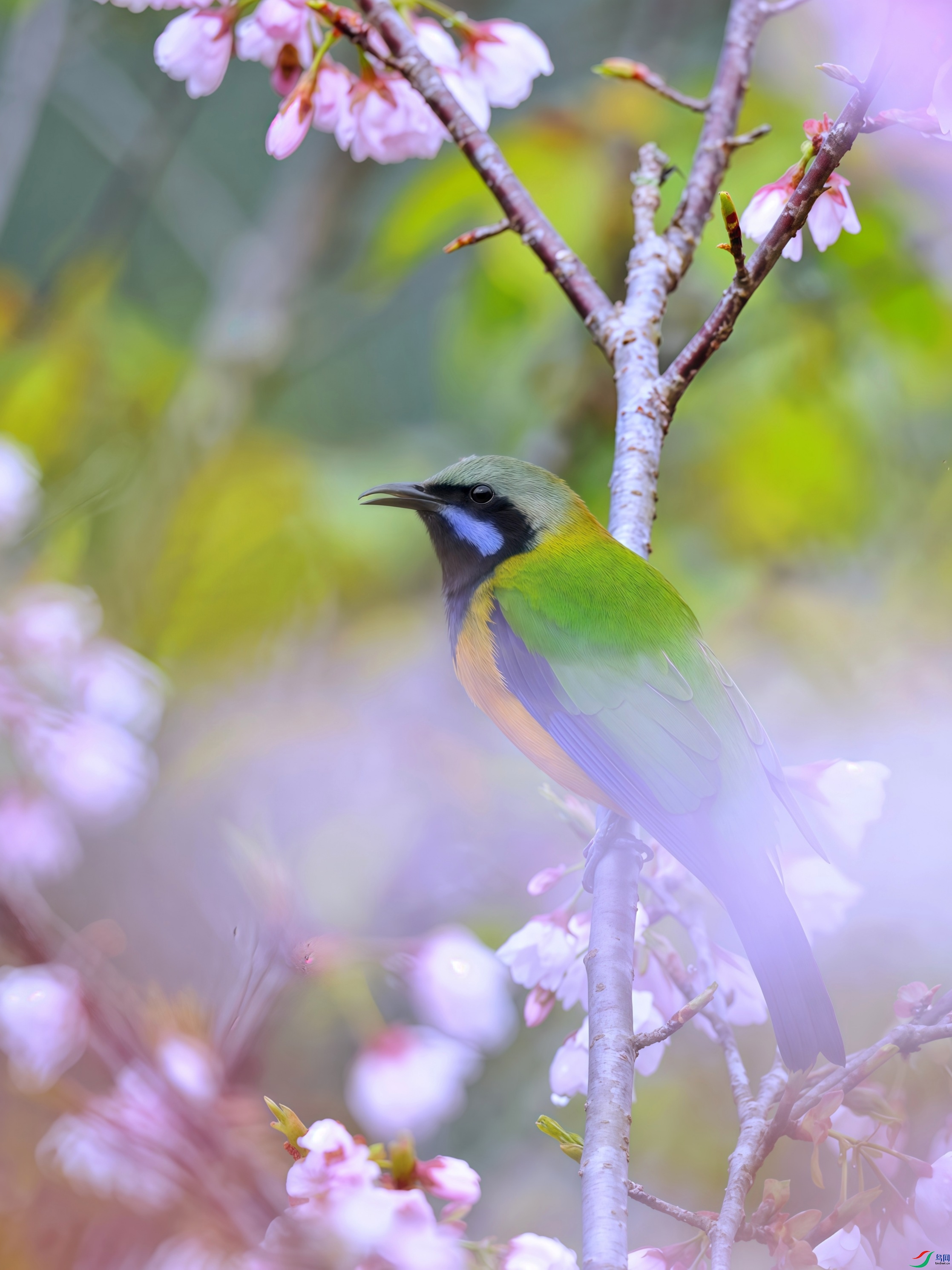 ����С��