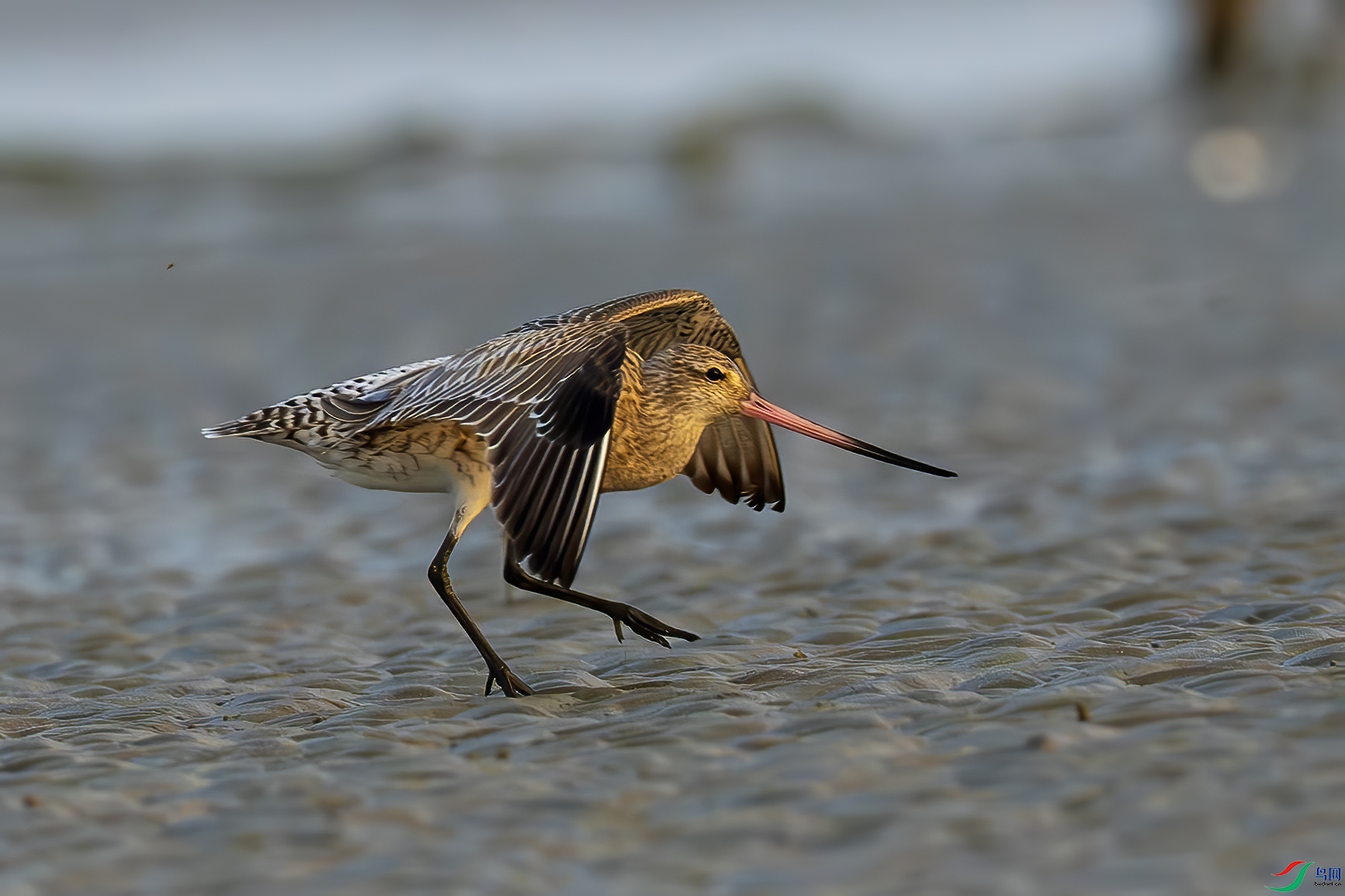 ��β����