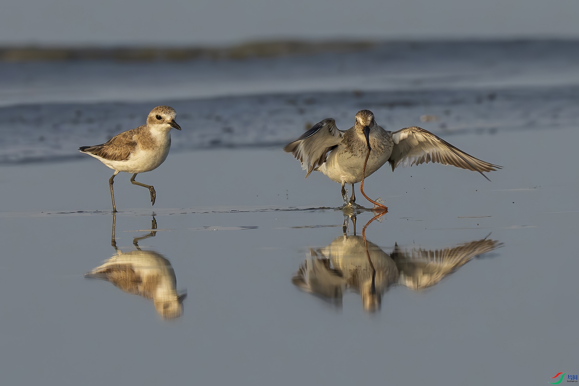 �ڸ�����