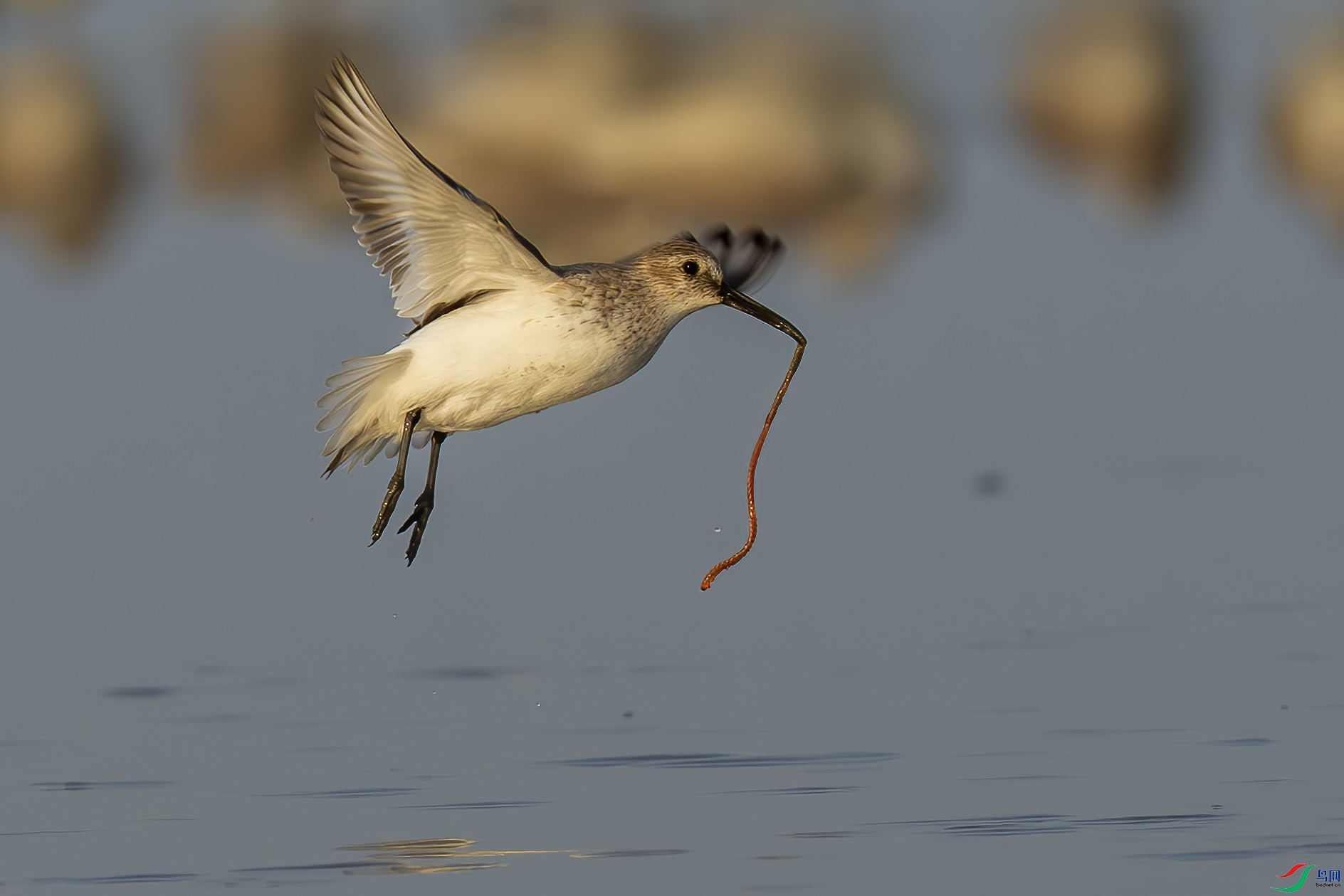 �ڸ�����