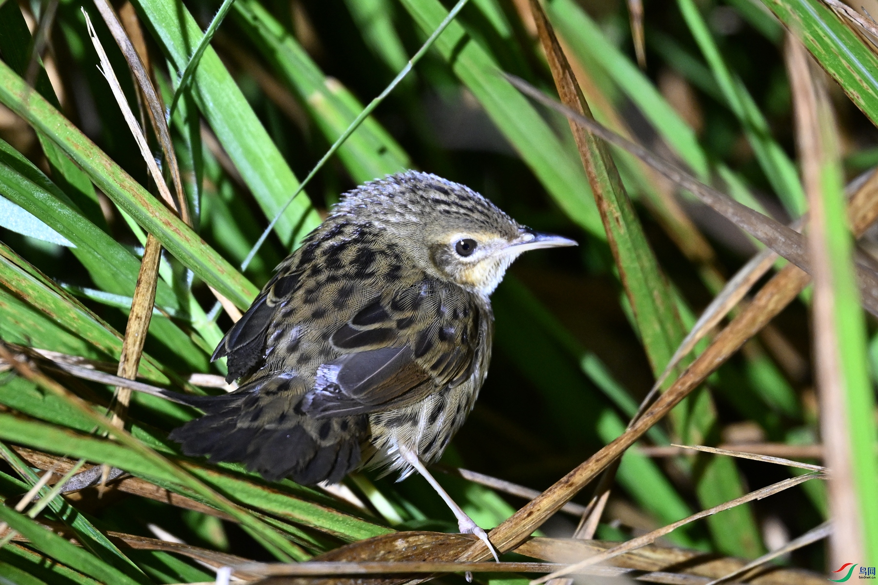 DSC_6912.JPG