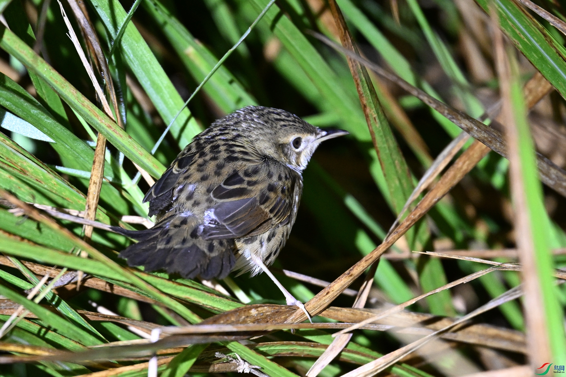 DSC_6902.JPG