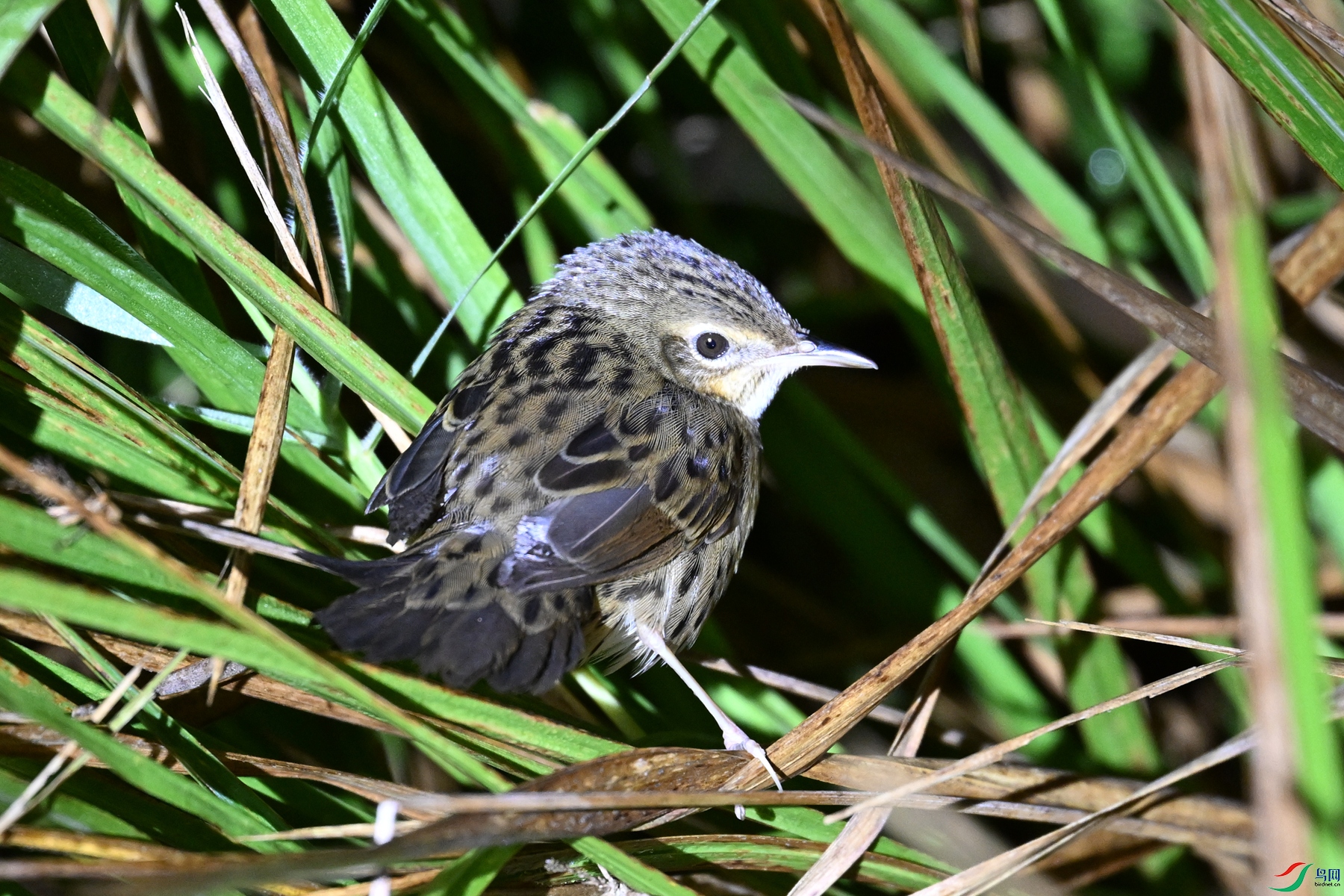 DSC_6918.JPG