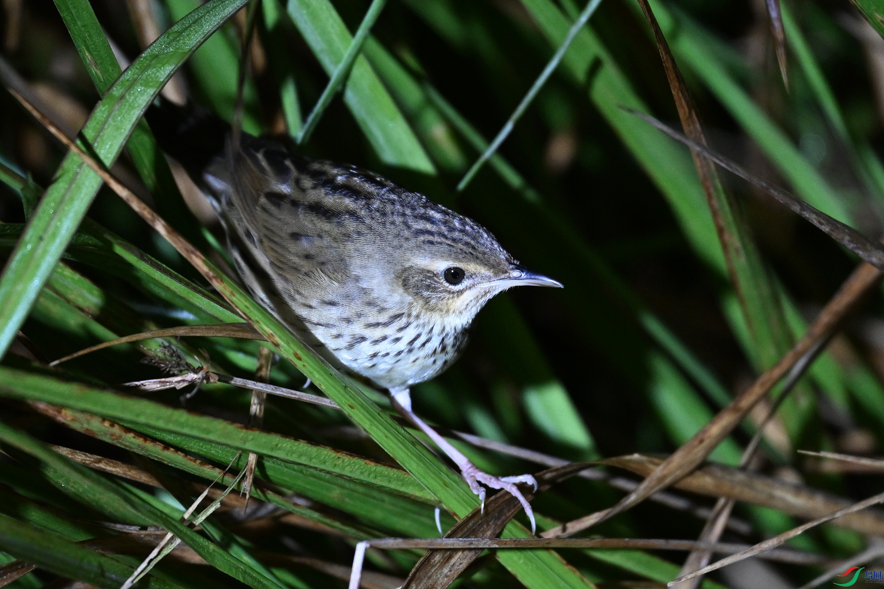 DSC_6931.JPG
