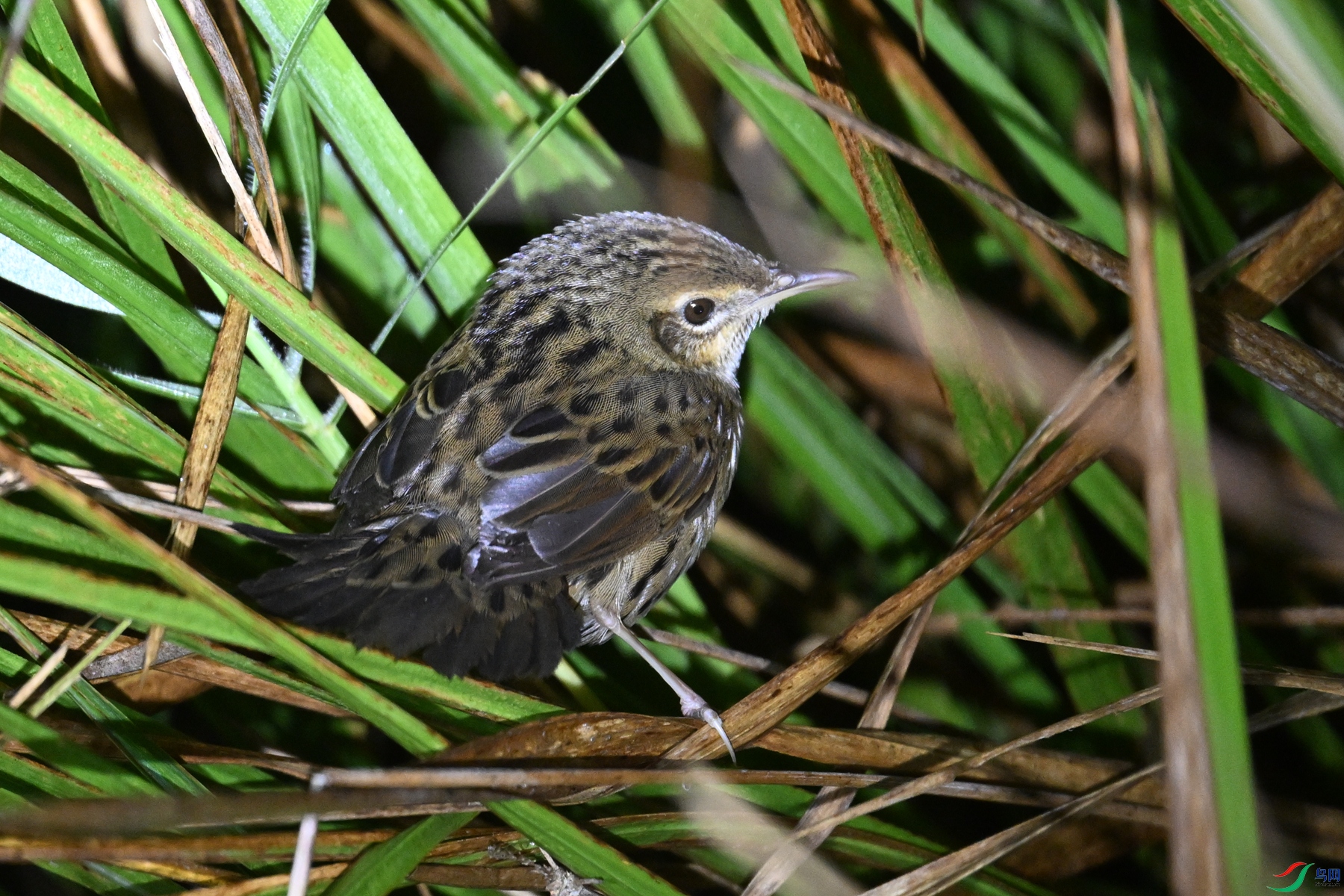 DSC_6847.JPG