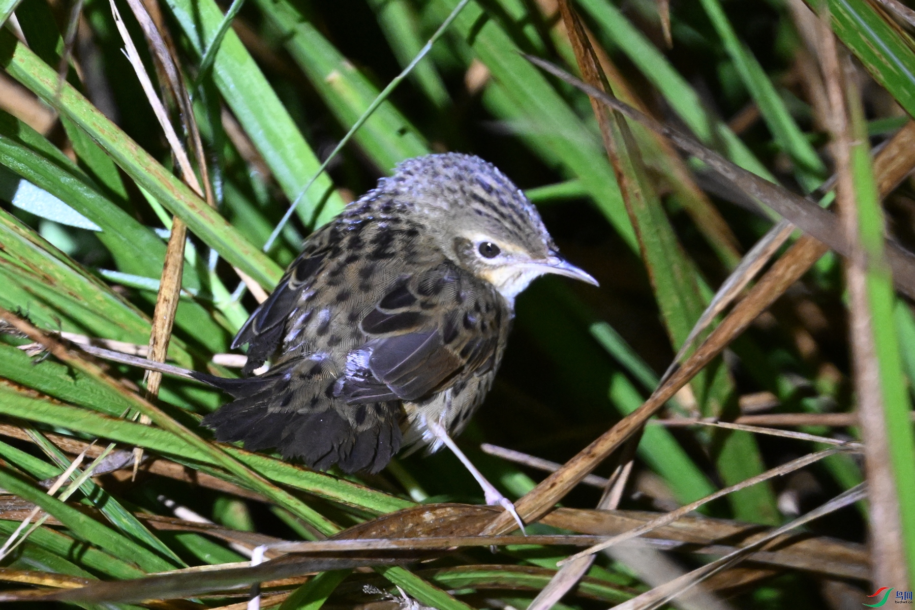 DSC_6885.JPG