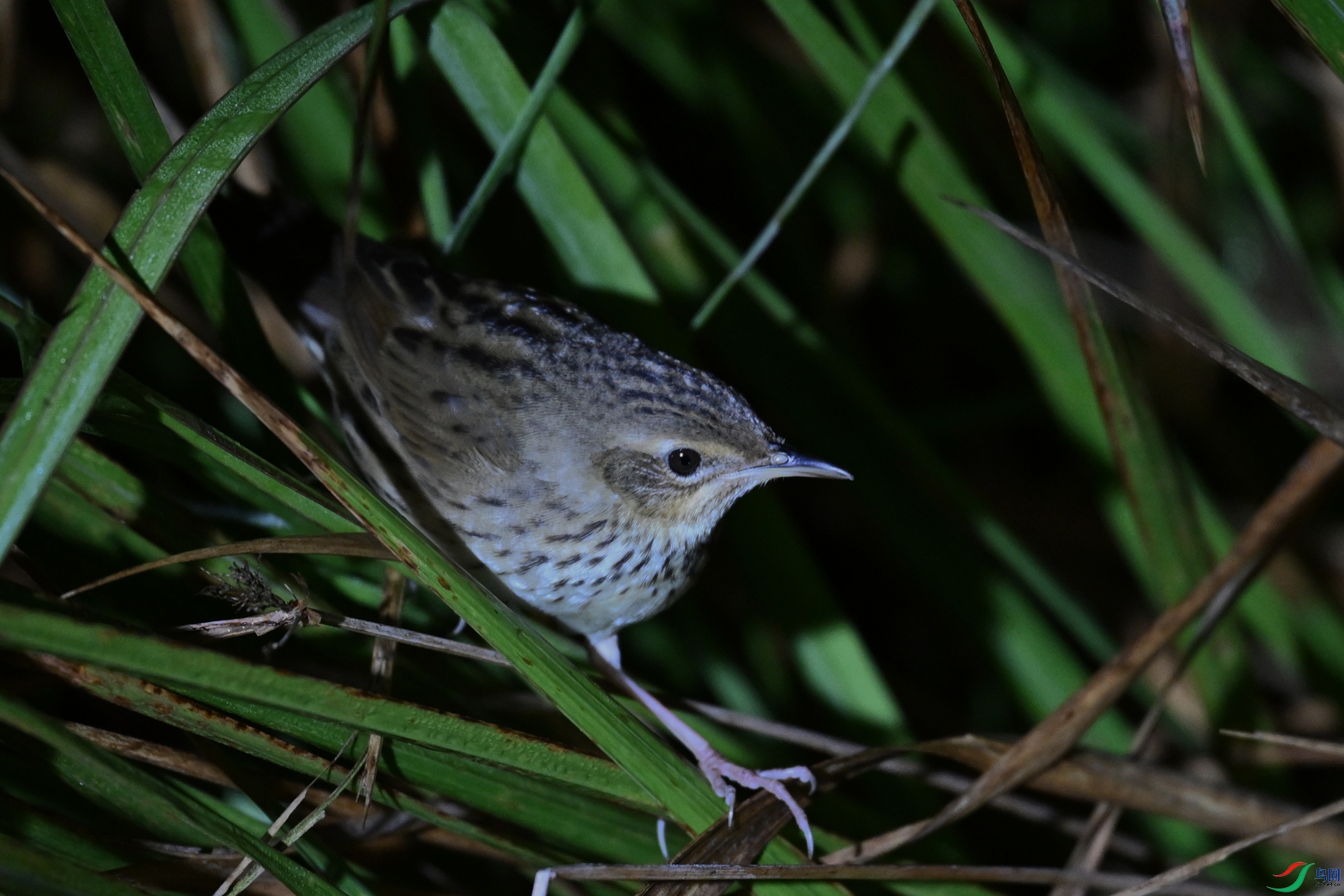DSC_6929.JPG