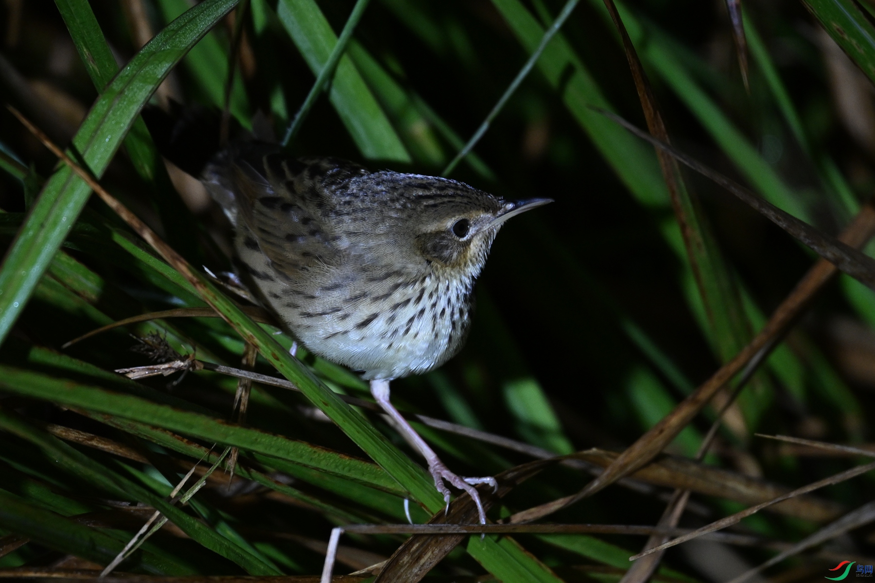 DSC_6946.JPG
