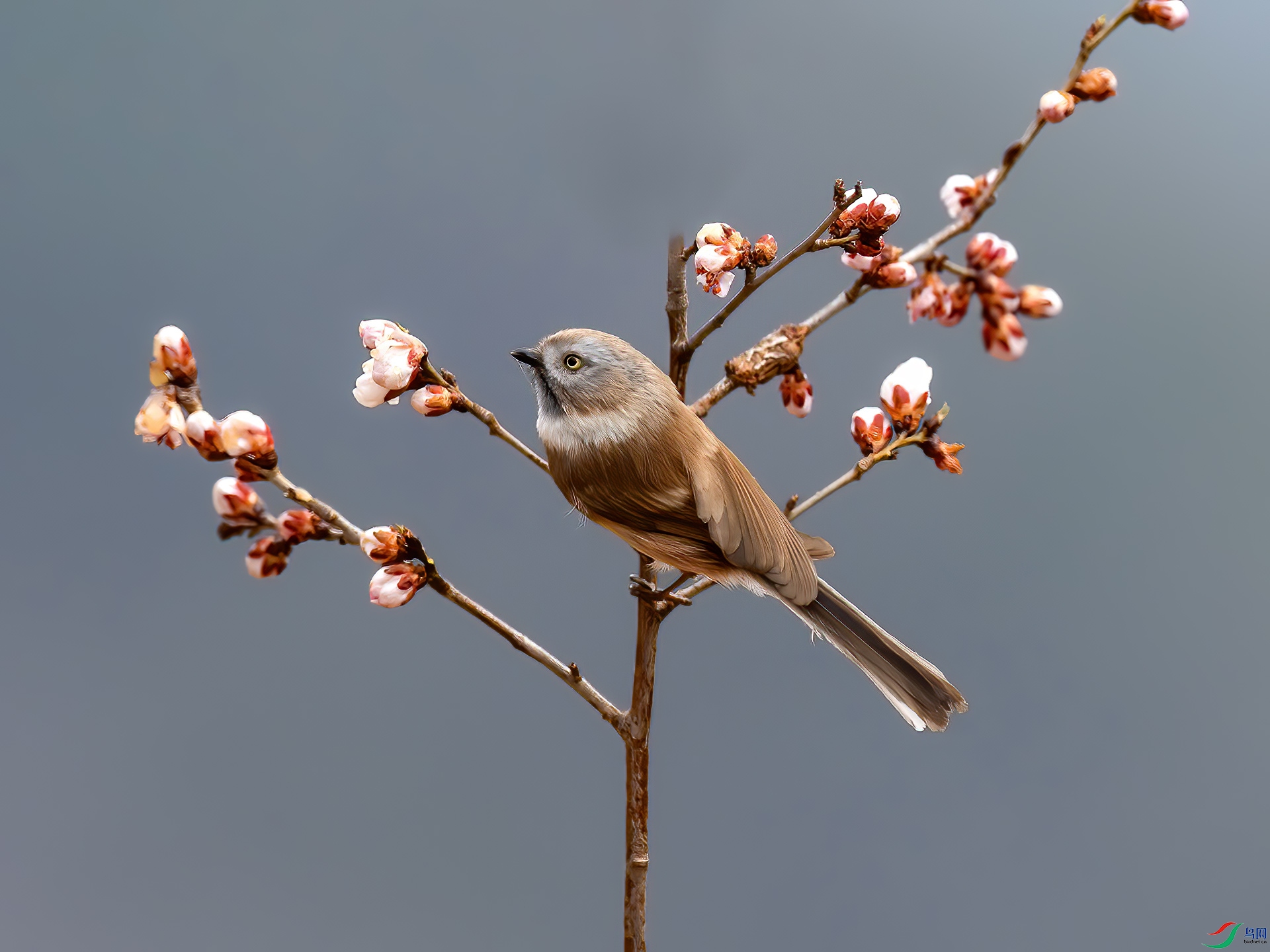 ������βɽȸ