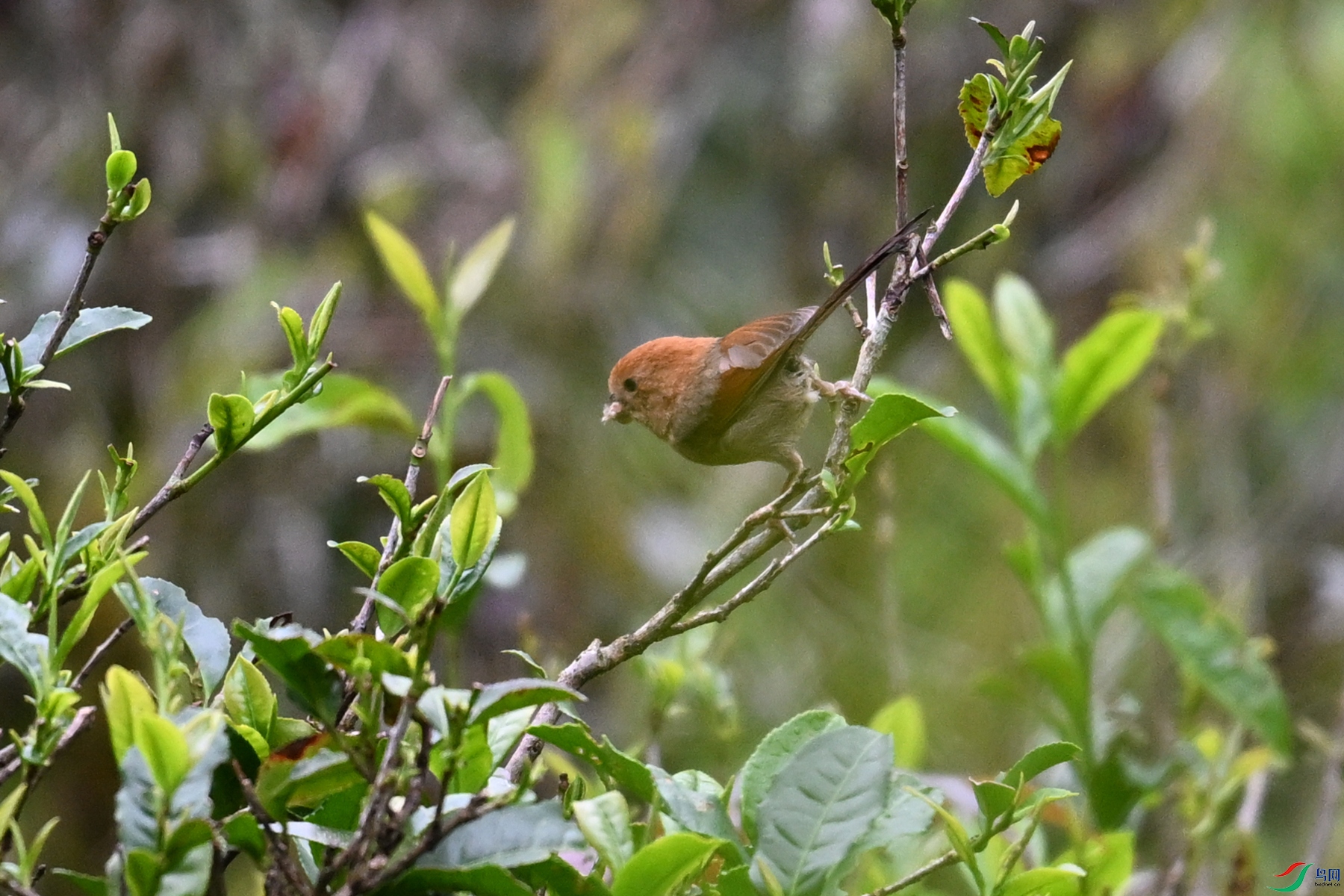 DSC_2743.JPG