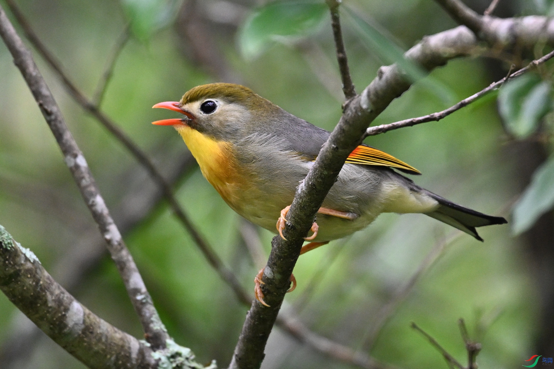 DSC_2833.JPG