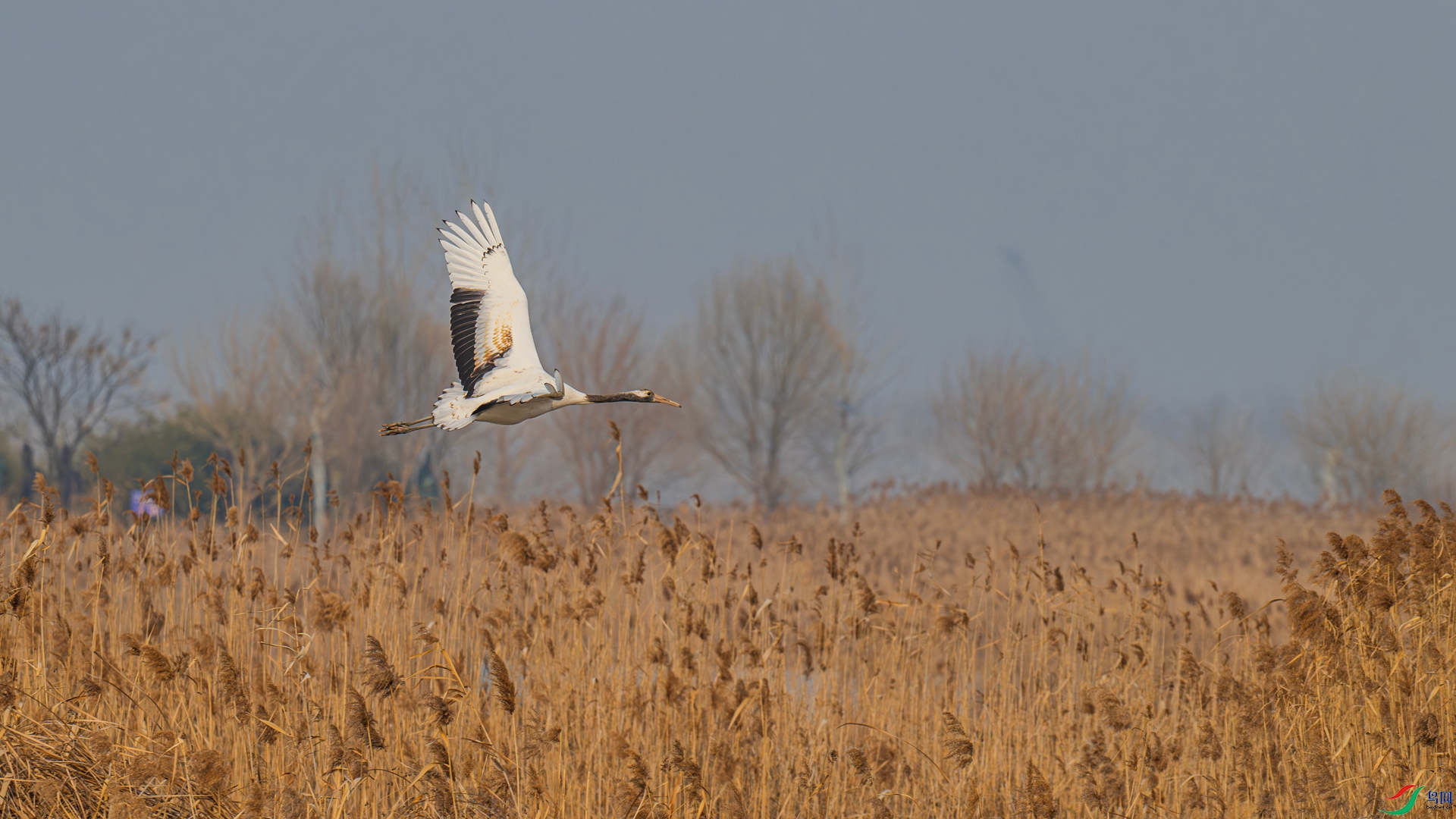 DSC_9010 ����_����.jpg