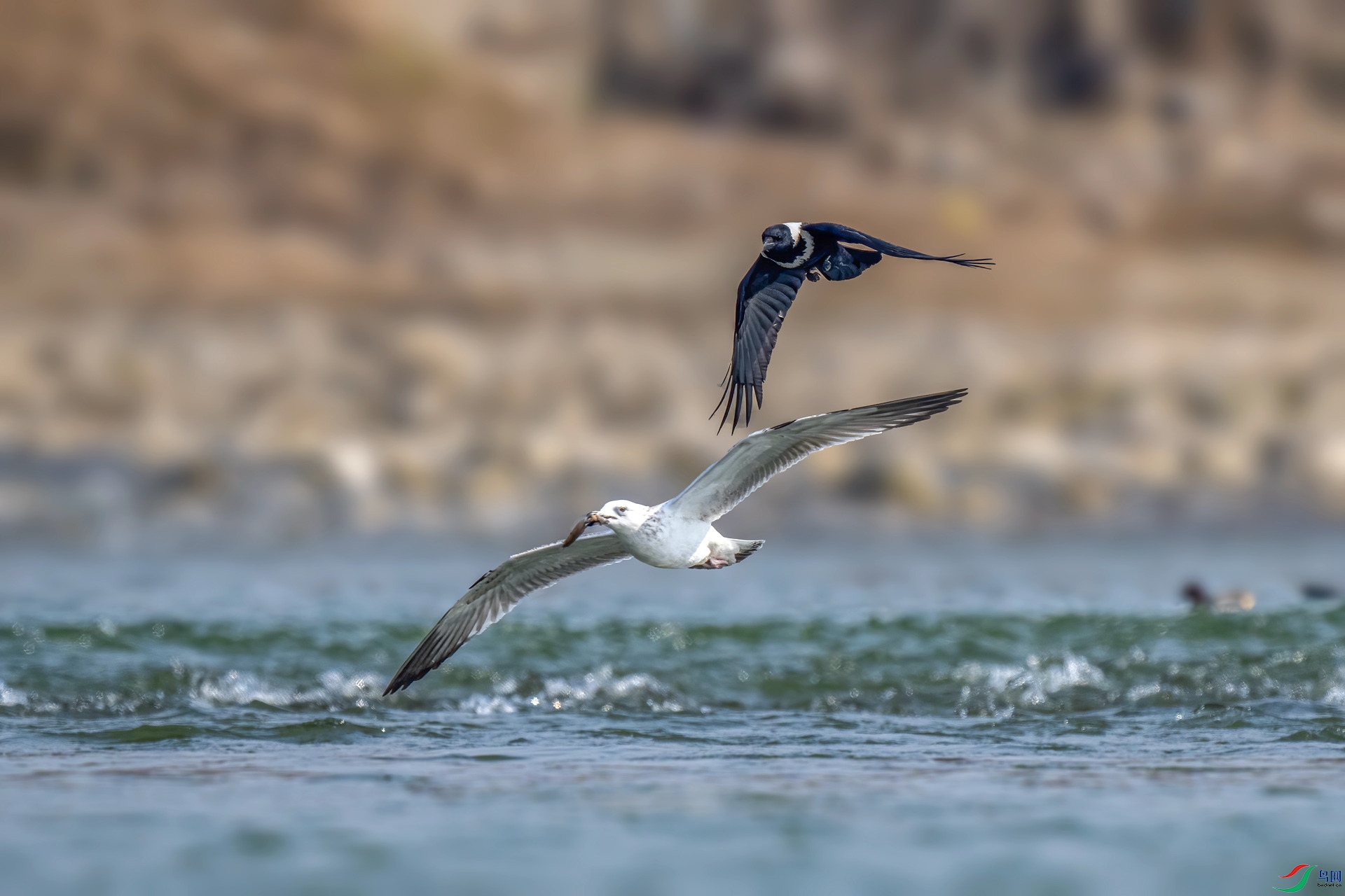 DSC_5202_����v.jpg