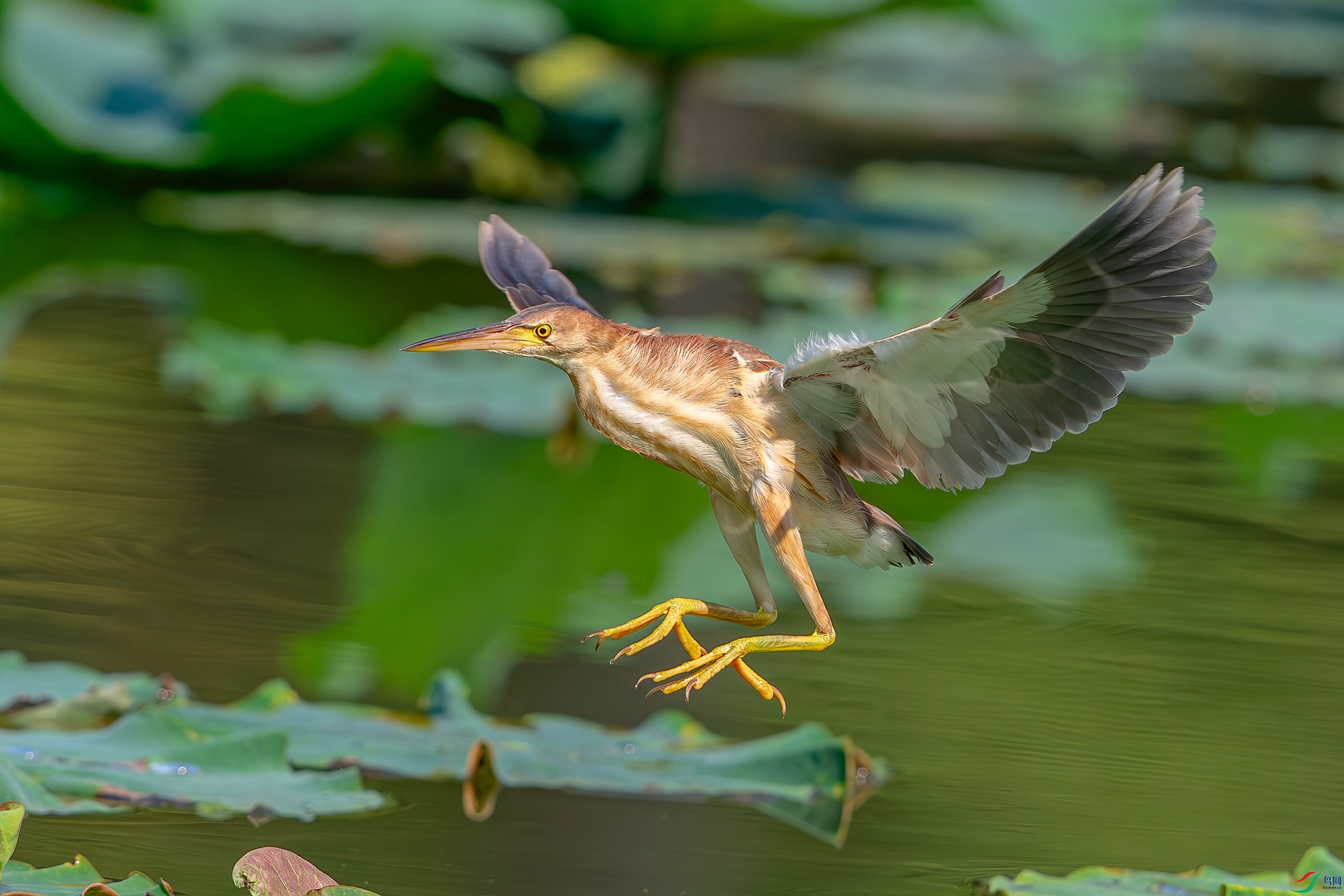 DSC_0829-AB.jpg