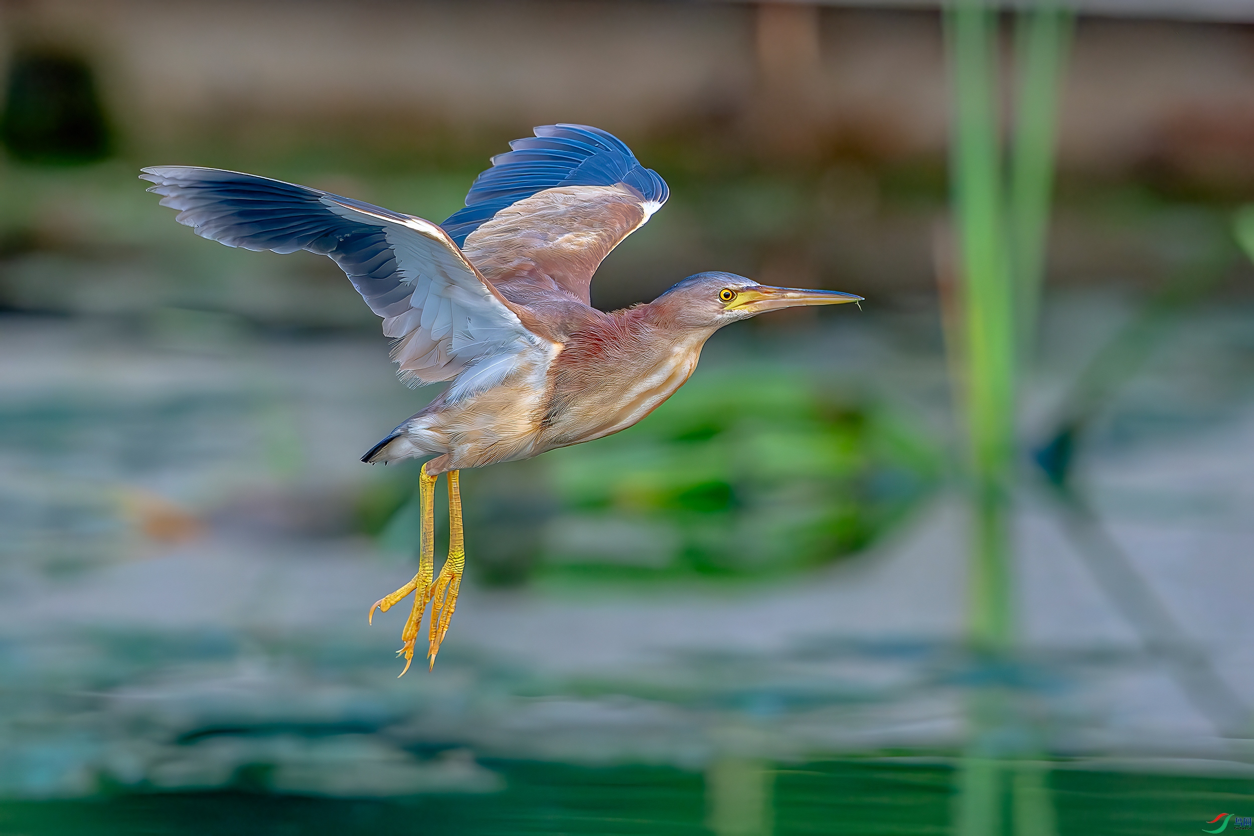 DSC_8791-AB.jpg