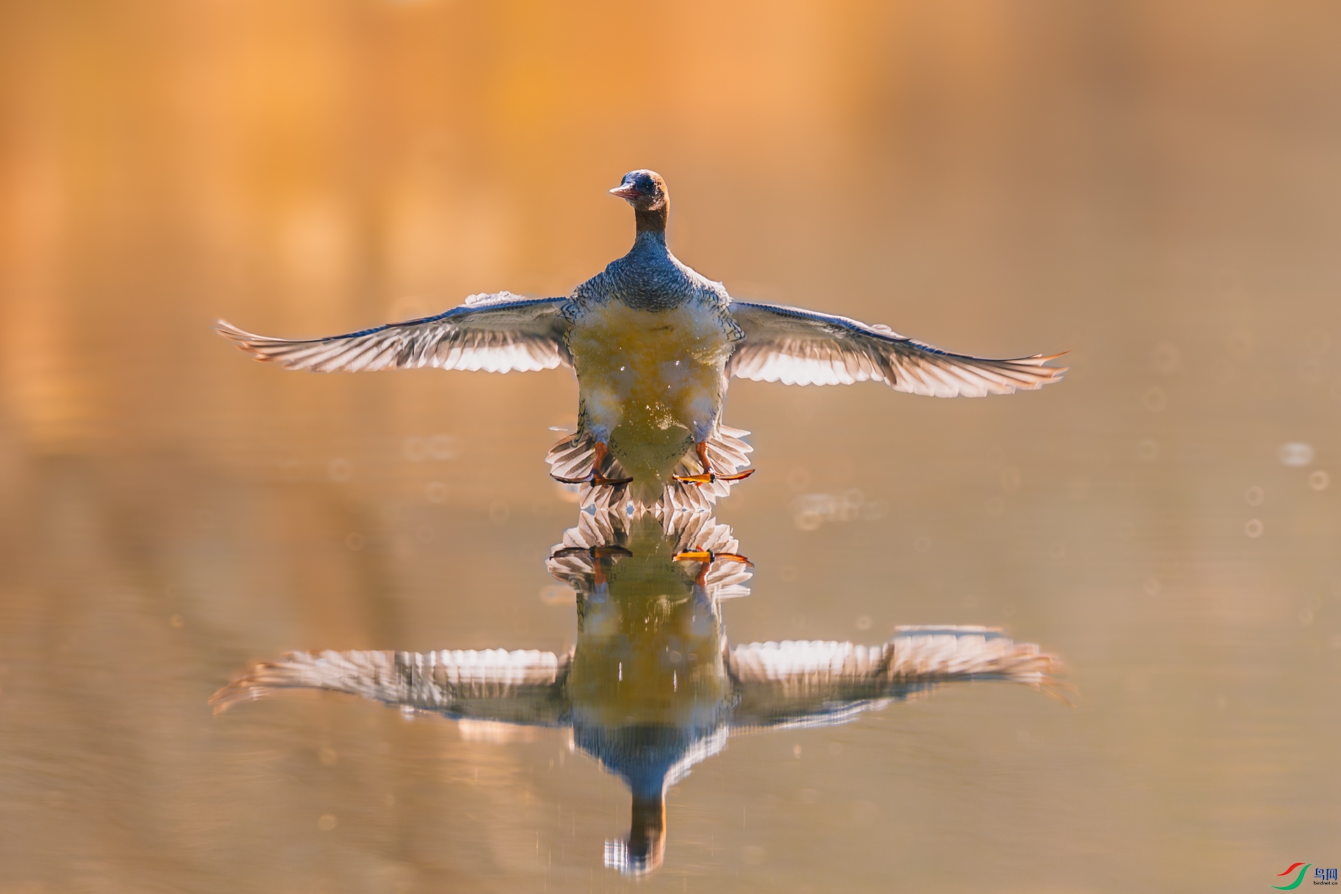 _F9A6387 ����.jpg