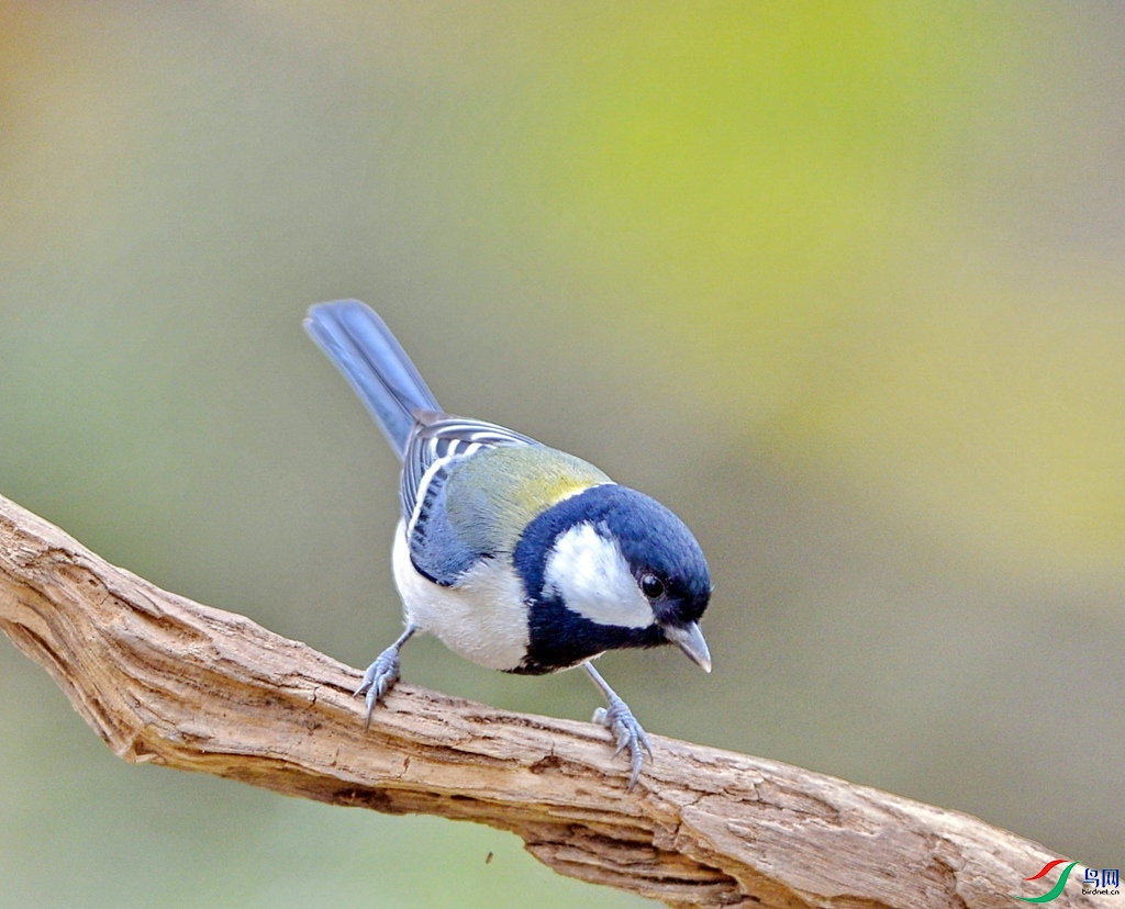 DSC_0007bbb.jpg