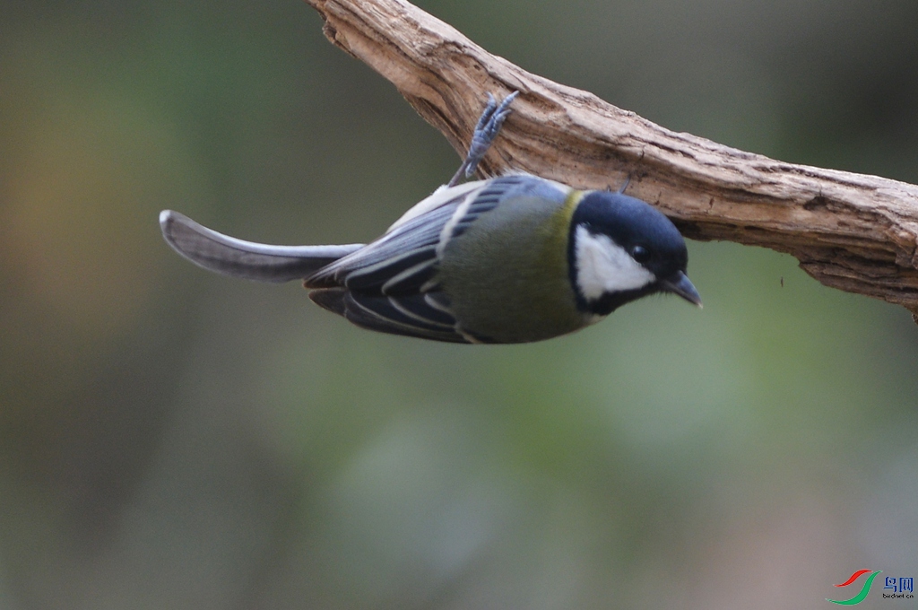 DSC_0118aaaa.jpg