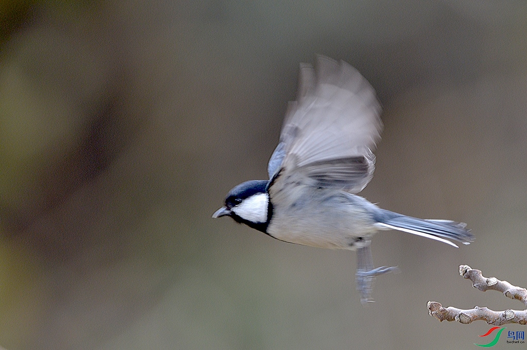 DSC_9975aa.jpg